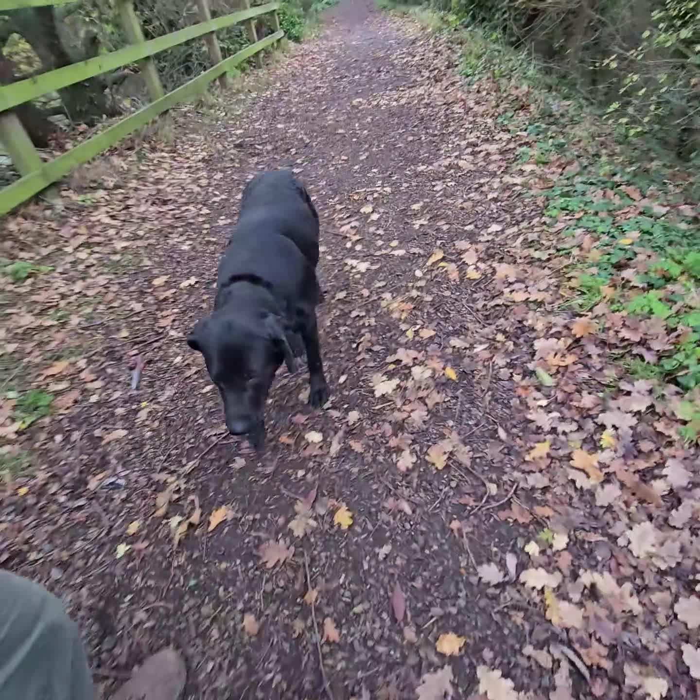 Labrador Retriever dogs for sale: Highly Trained Labrador  - Video 3