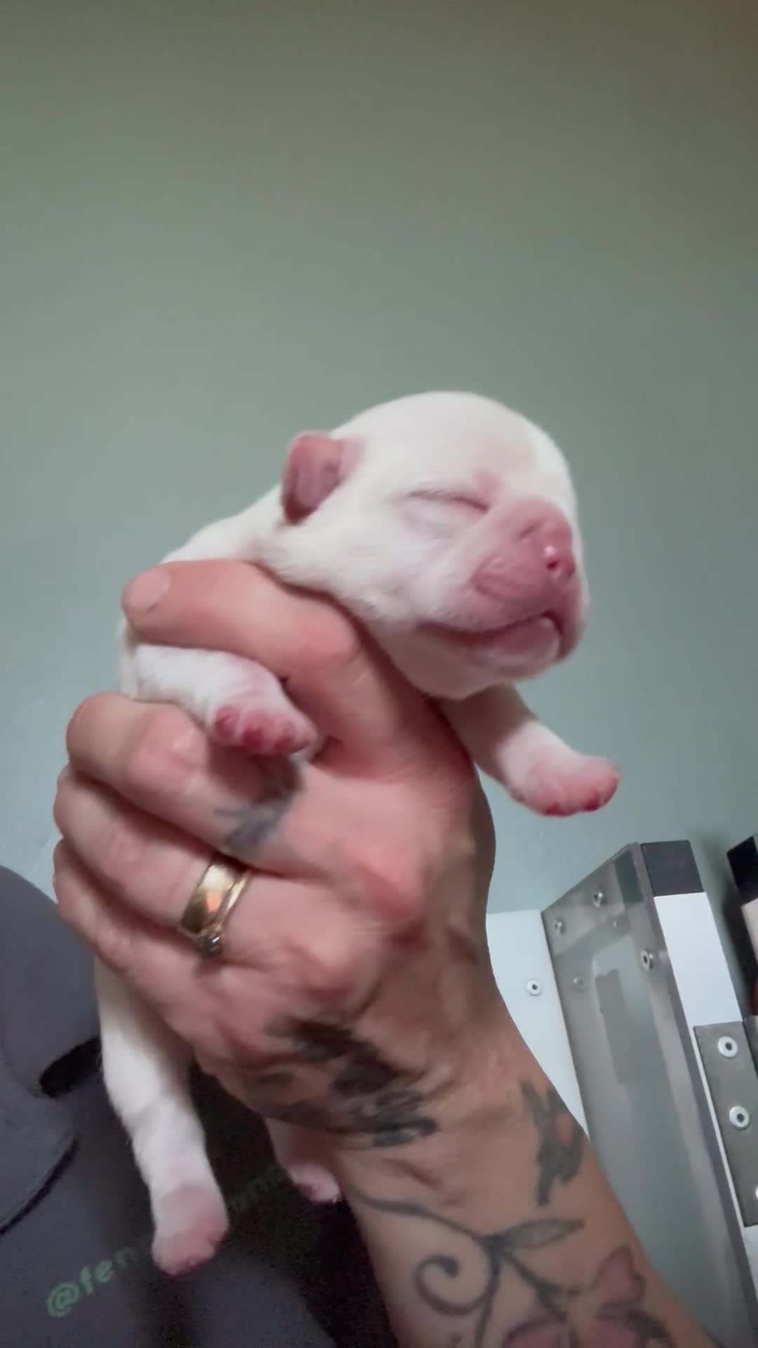 French Bulldog dogs for sale: 2 cream French bulldog puppies  in Norwich - Video 1