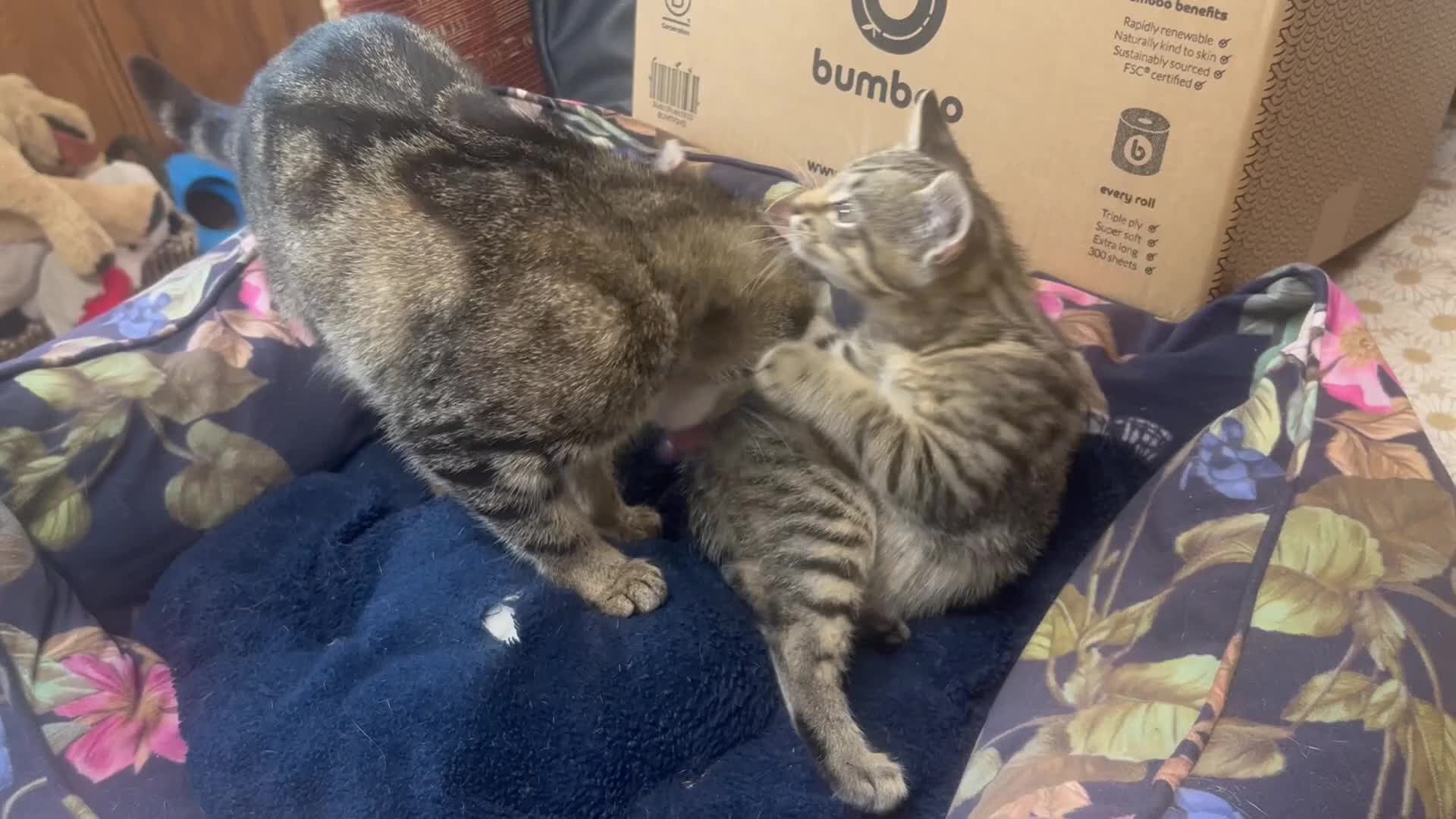 Mixed Breed cats for sale: Male Tabby Kitten . Friendly chap !  - Video 1