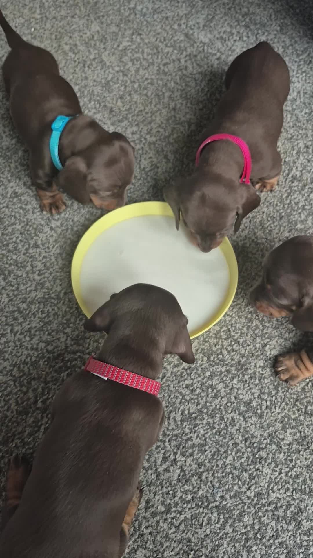 Miniature Dachshund dogs for sale: Miniature Dachshund  - Video 1