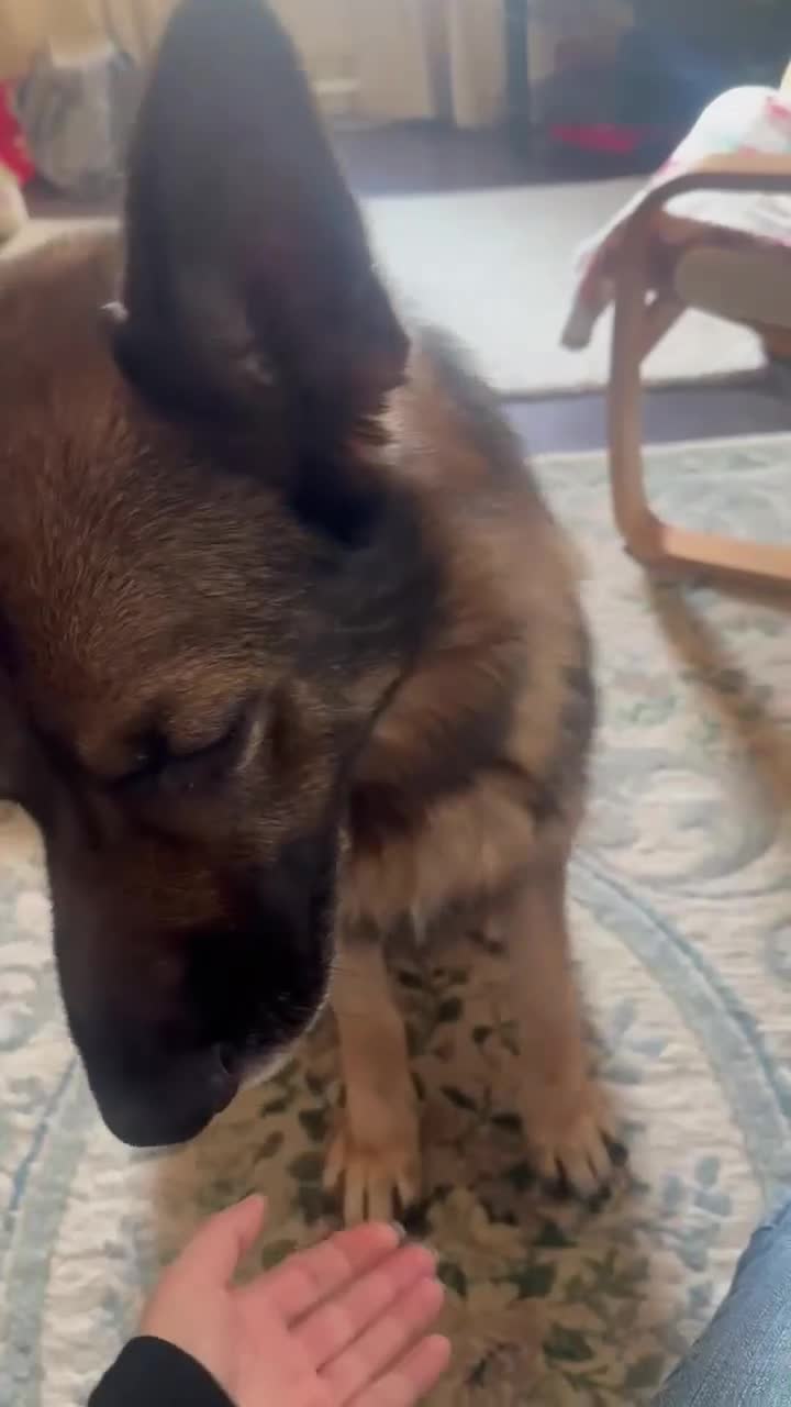 German Shepherd dogs for sale: Playful Smart German Shepherd Needs Home - Video 4