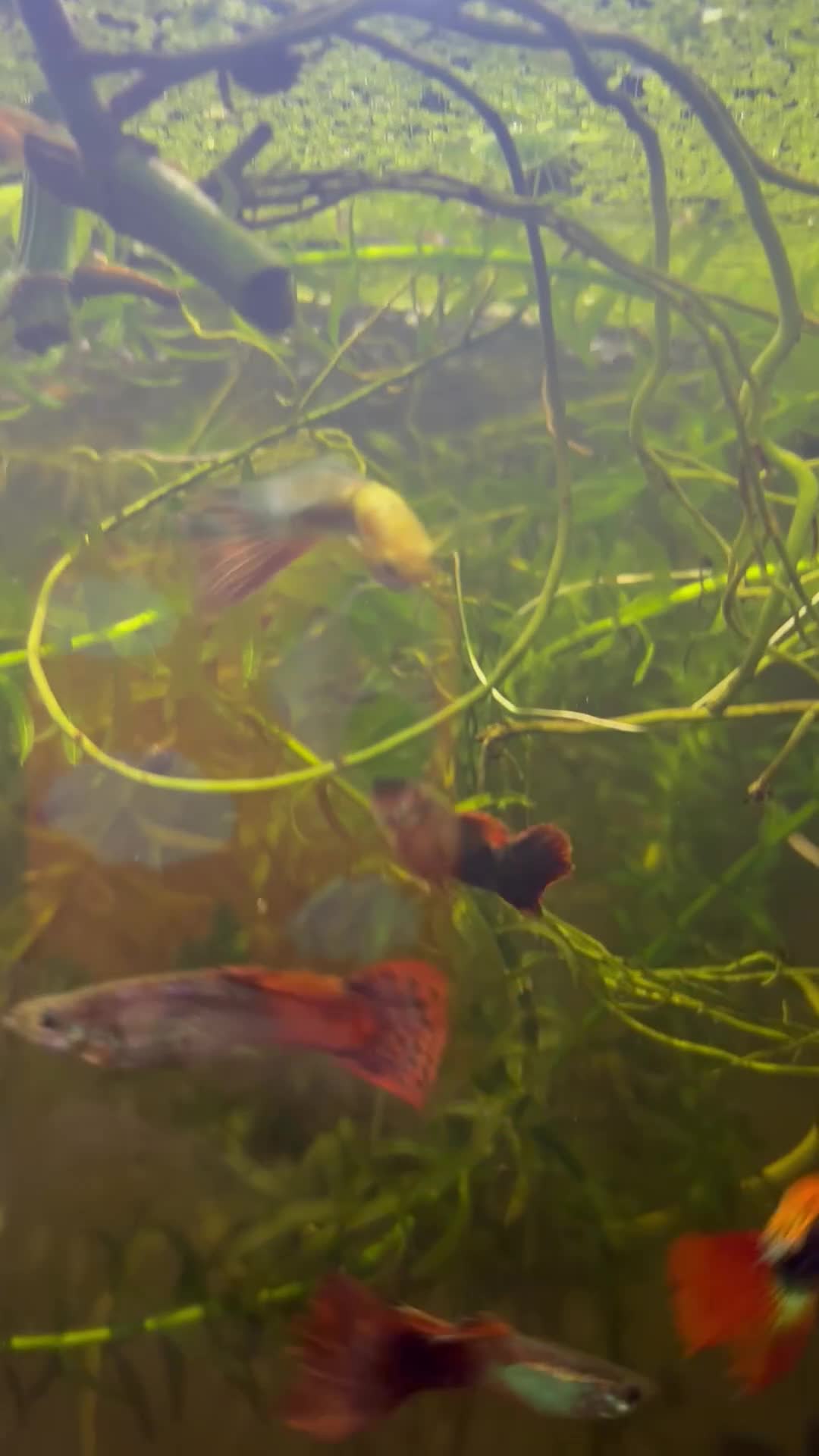 Live Bearers fish for sale: Mixed guppies  - Video 1