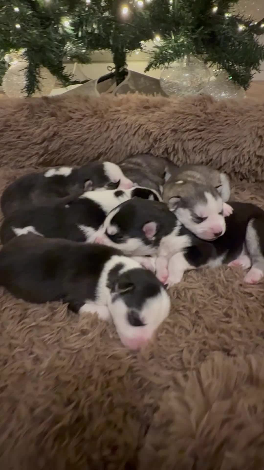 Siberian Husky dogs for sale: Stunning Siberian Husky puppies 😍 - Video 1