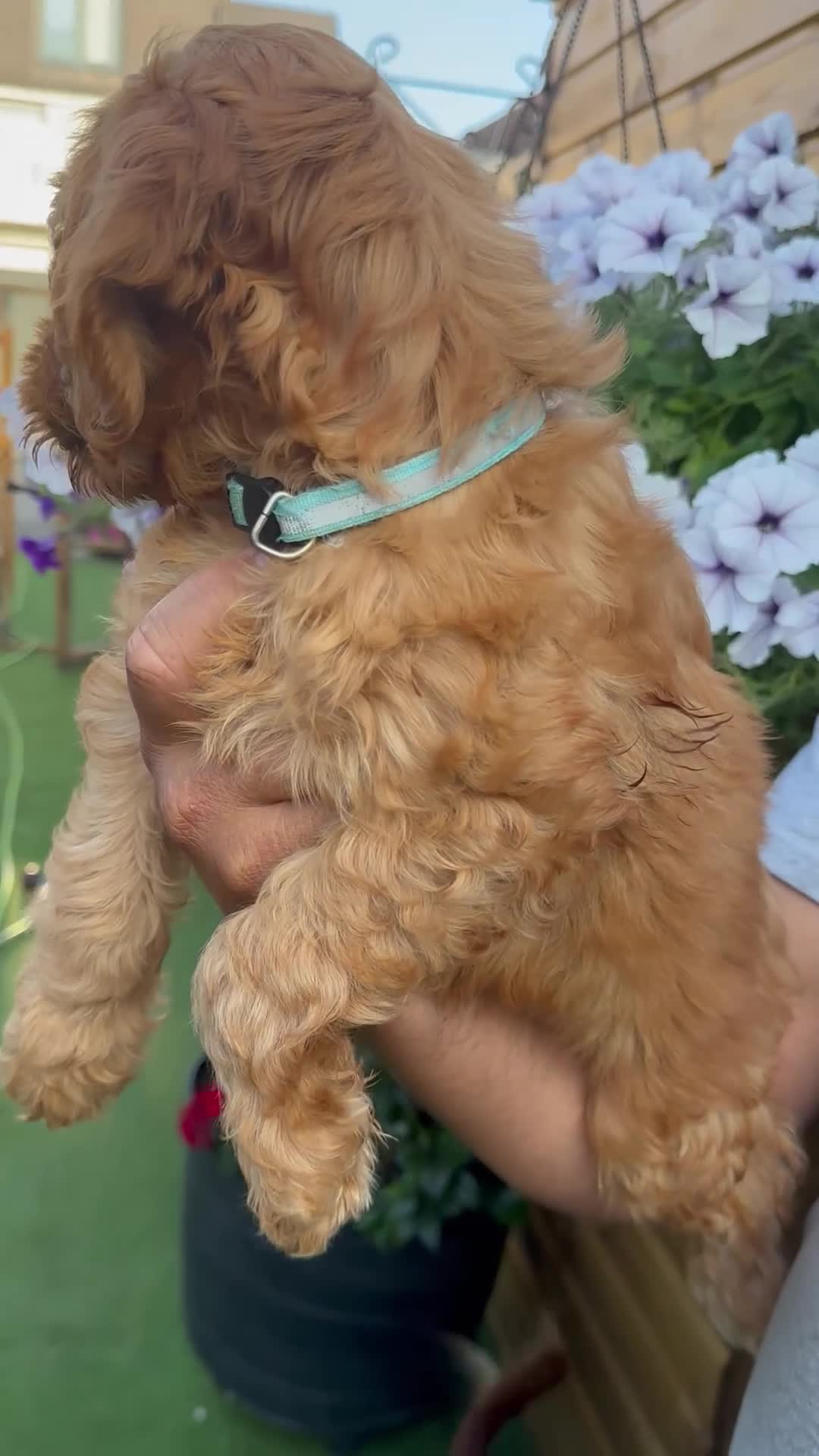 Cockapoo dogs for sale: Stunning F1 puppies Champions Bloodlines  - Video 2