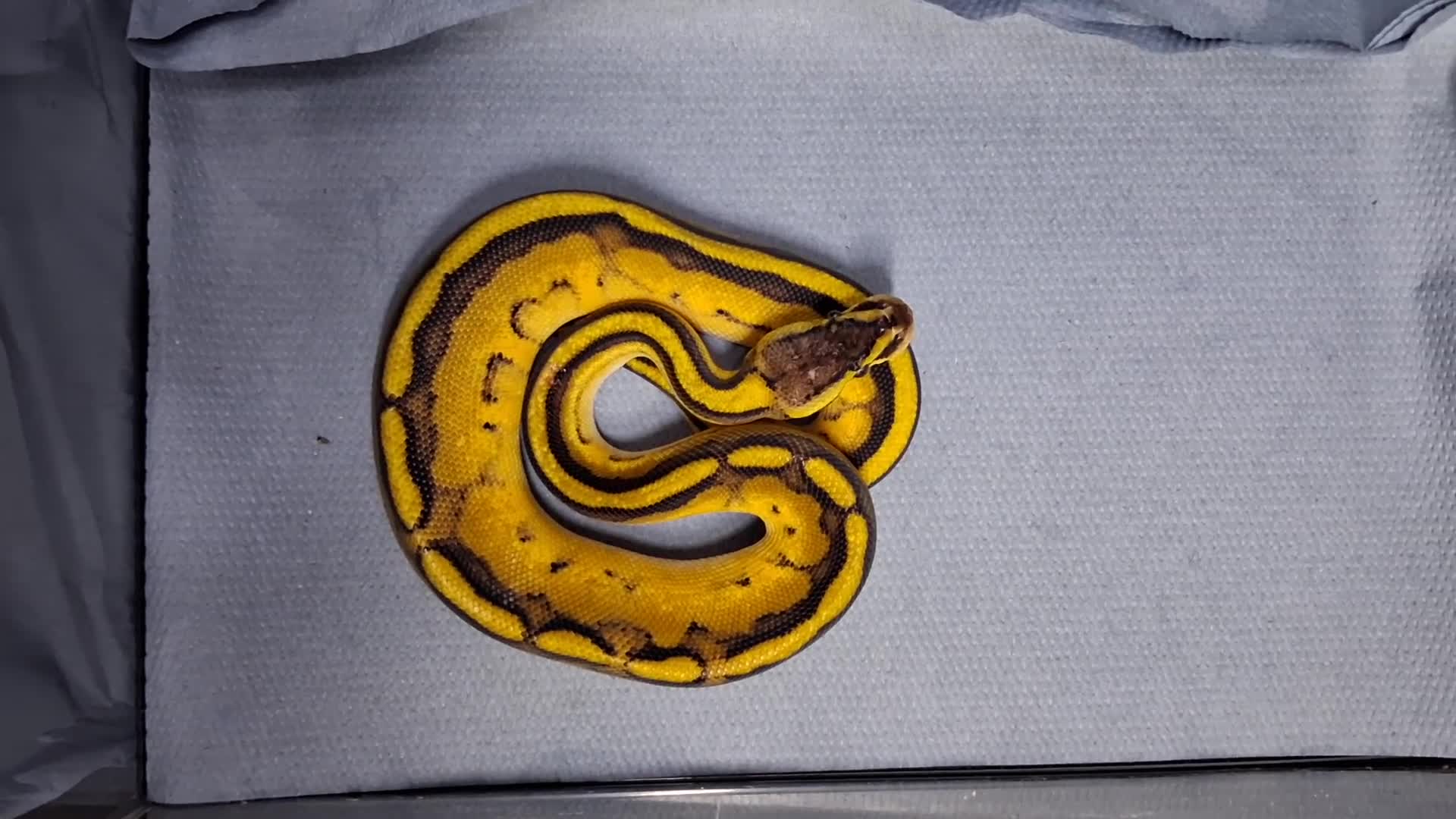 Python Snake reptiles for sale: Hatchling Royal Python's Male  - Video 1