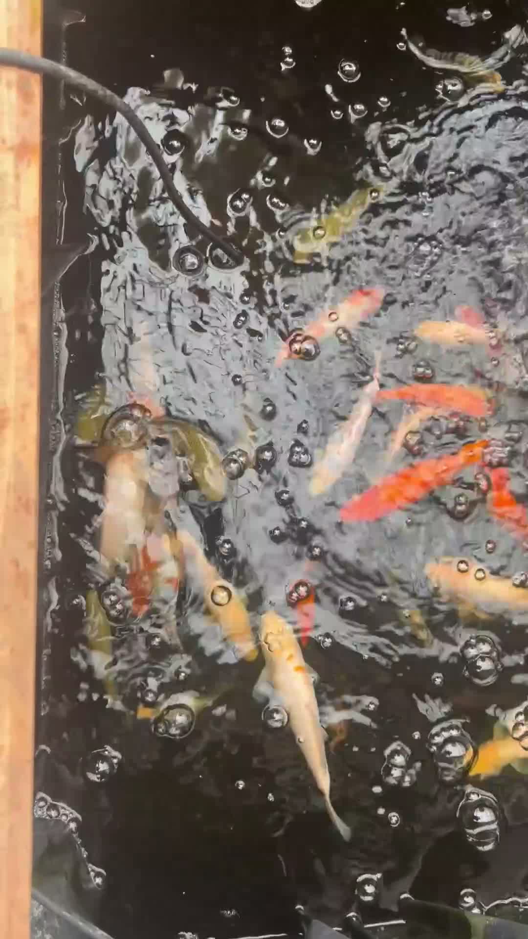 Koi Carp fish for sale: Koi Babies  in Herne Bay - Video 1