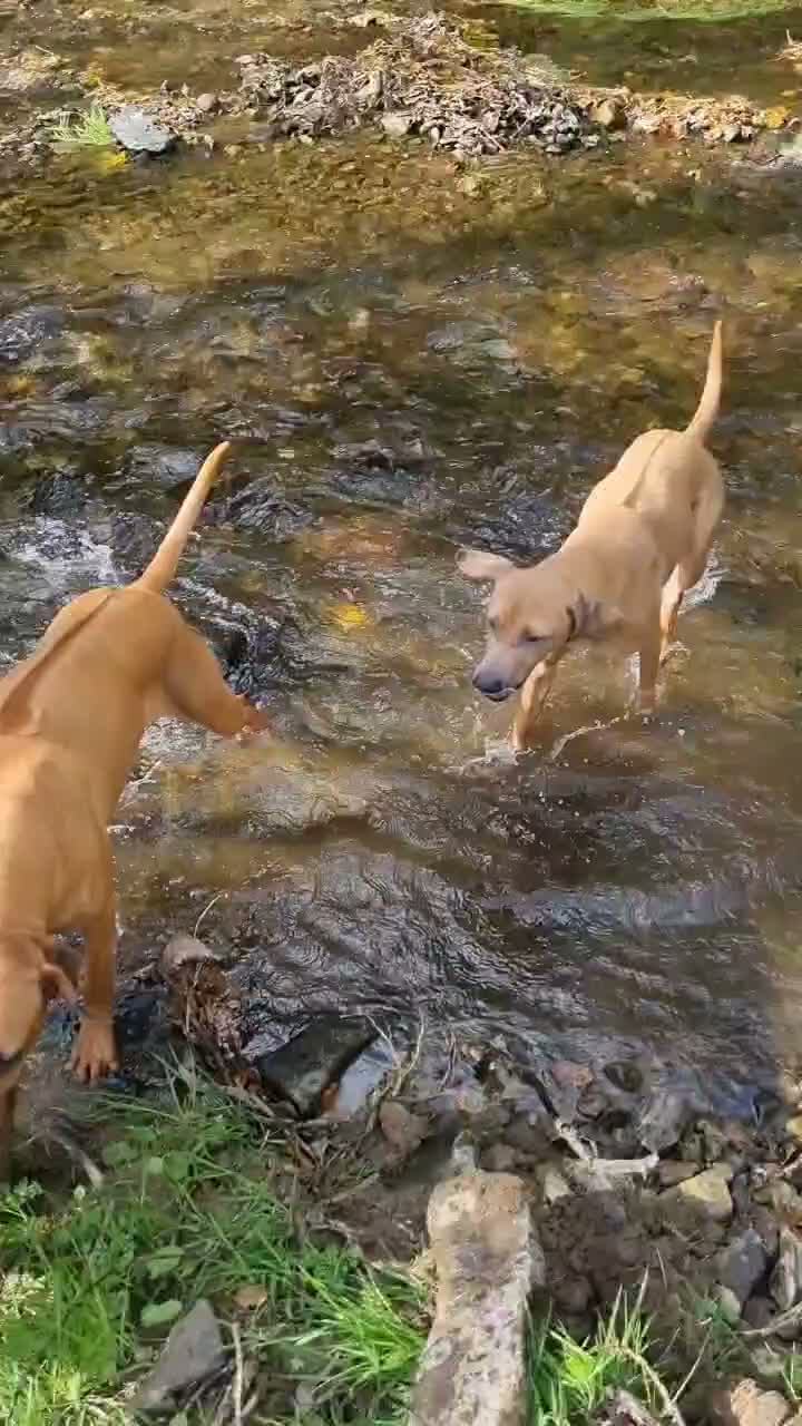 Rhodesian Ridgeback dogs for sale: 🦁RHODESIAN RIDGEBACKS PUPPIES🦁  - Video 3
