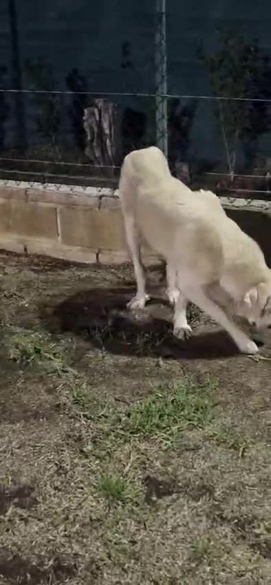 Mixed Breed dogs for adoption: Wonderful NEVADO - Video 1