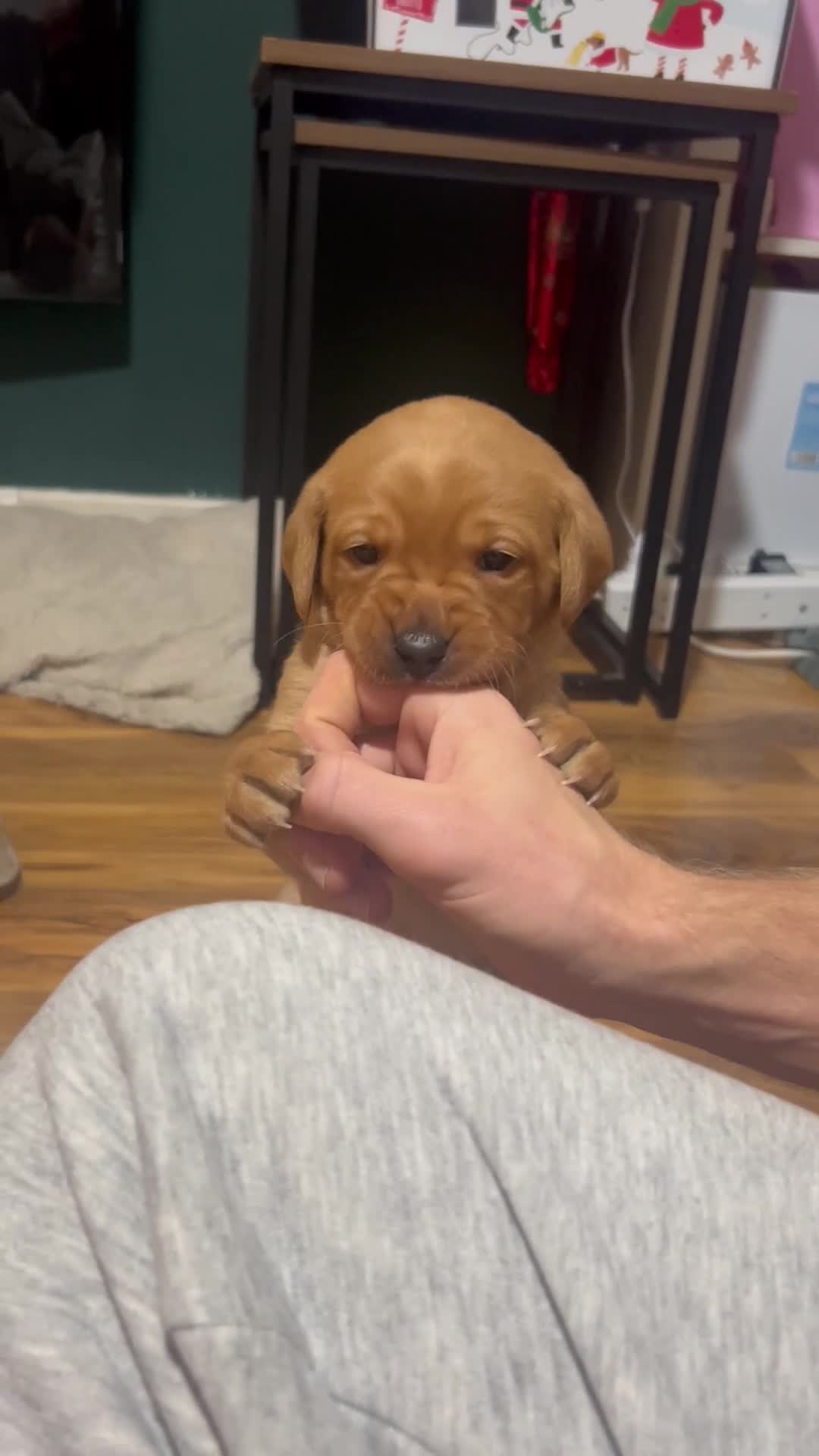 Labrador Retriever dogs for sale: 5 Pedigree KC Reg Fox Red Labs ready NYE  - Video 4