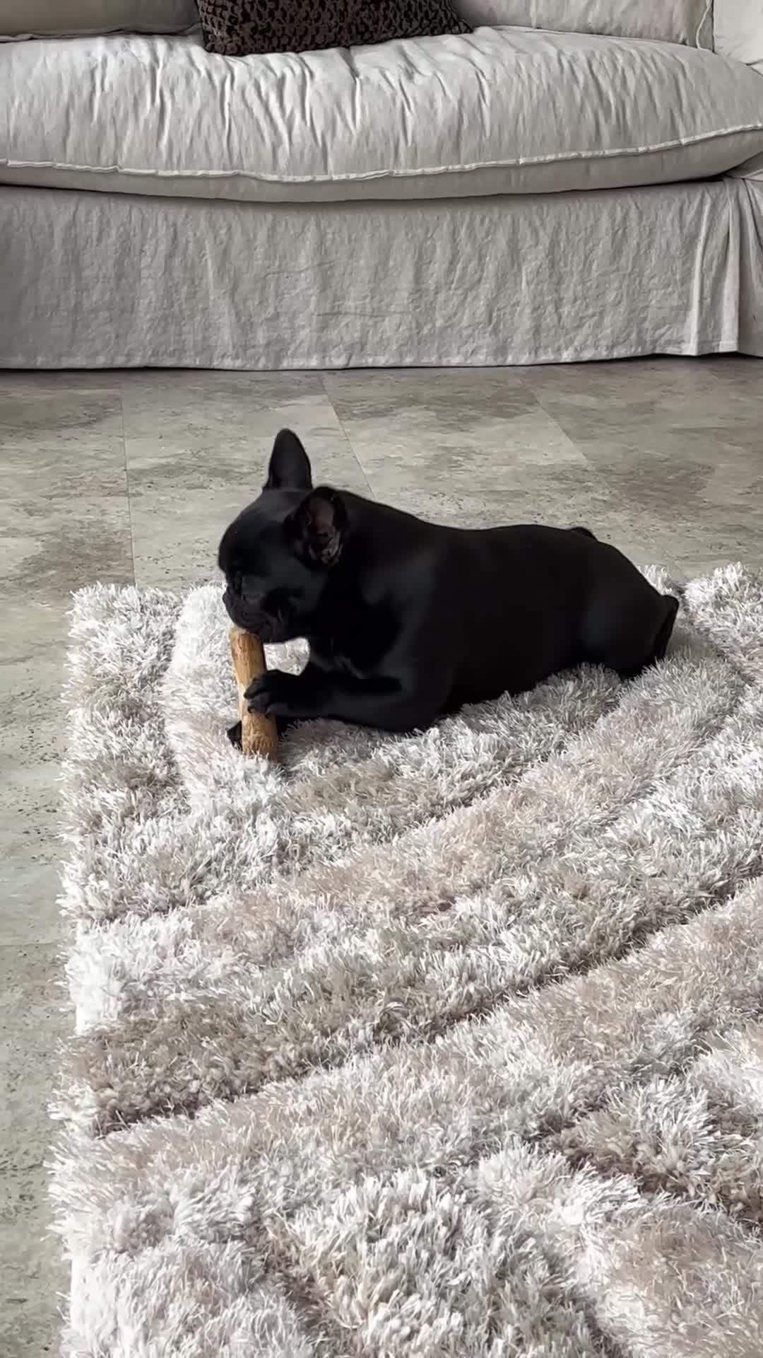 French Bulldog dogs for sale: French bulldog female  - Video 1