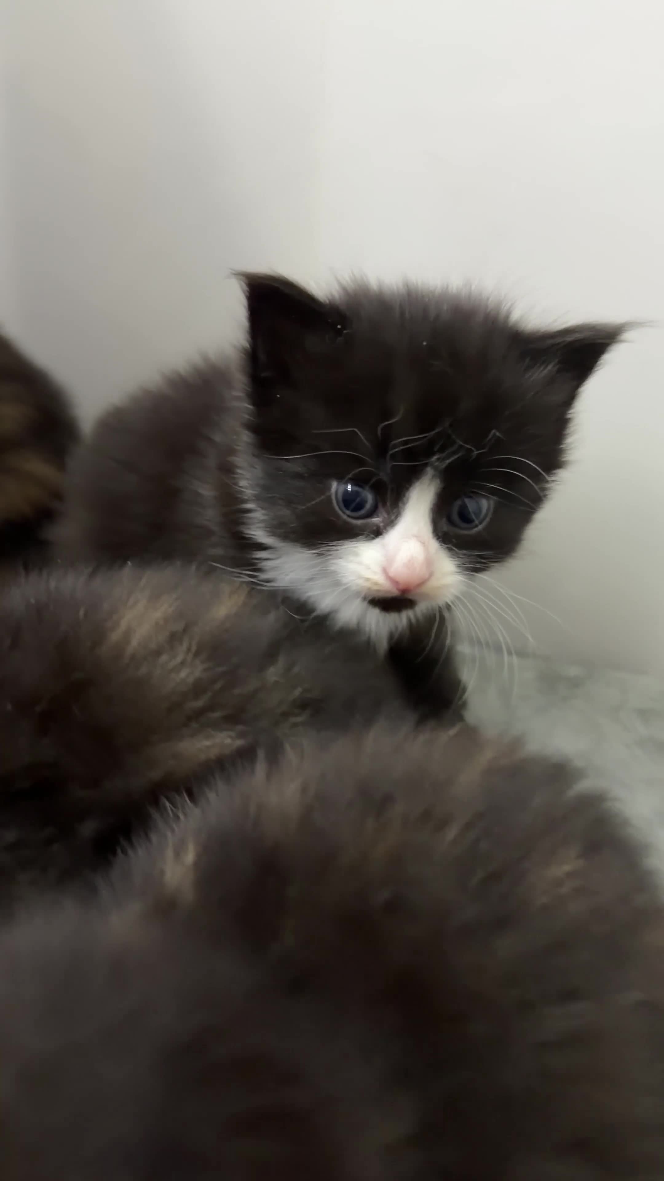 Mixed Breed cats for sale: Beautiful Kittens for Sale – Ready Soon 🐾 - Video 5