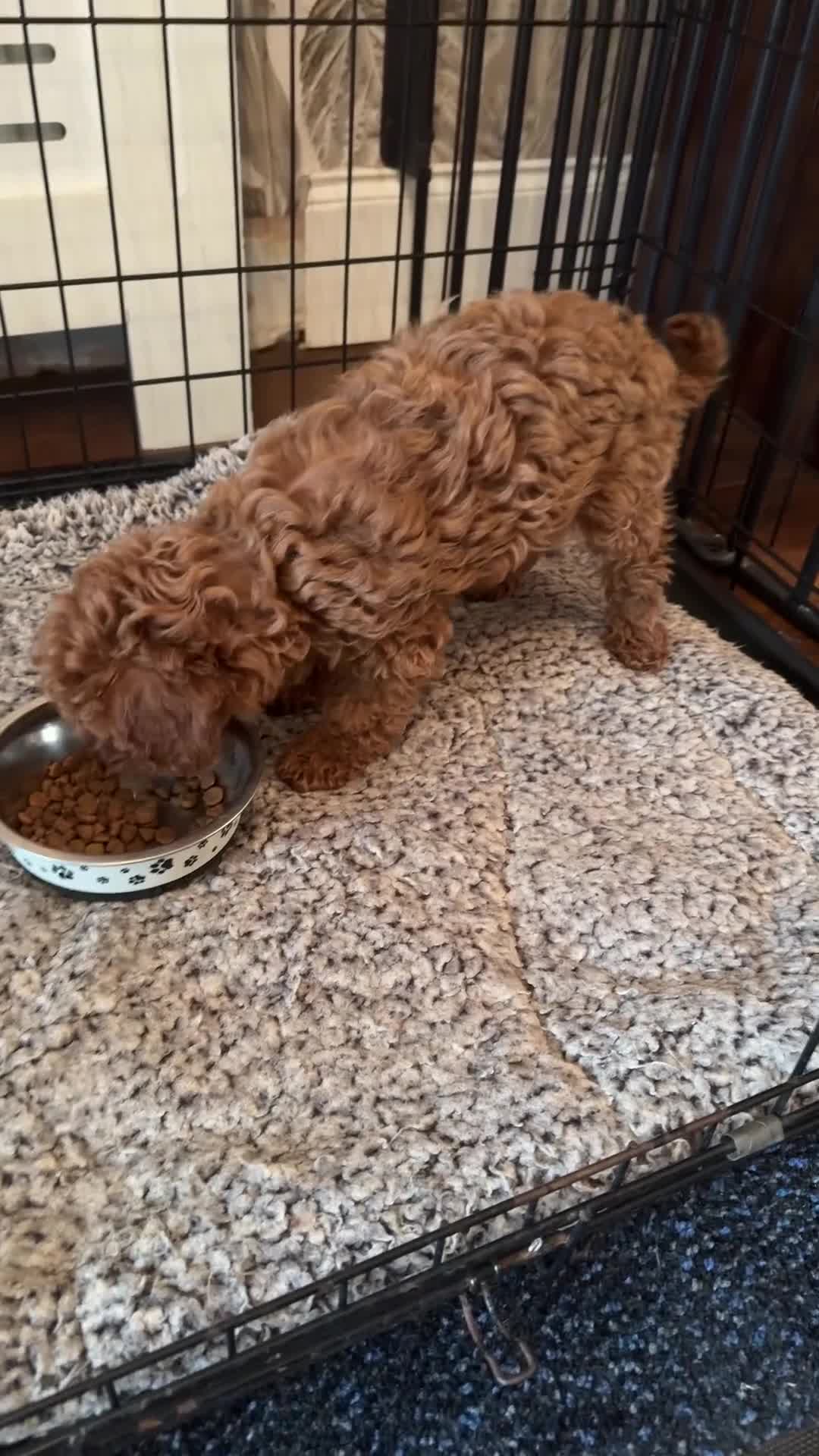 Cavapoo dogs for sale: REDUCED £1750 CAVAPOO GIRL 10 WEEK OLD❣️❣️ - Video 1