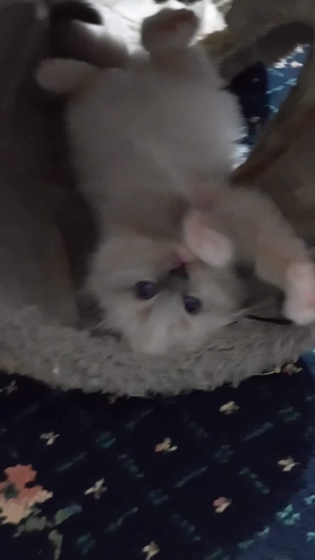 Ragdoll cats for sale: Beautiful pedigree female Ragdoll kitten  - Video 2