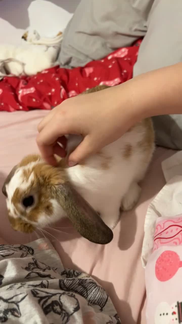 Mixed Breed rabbits for sale: female bun in Gloucester - Video 1