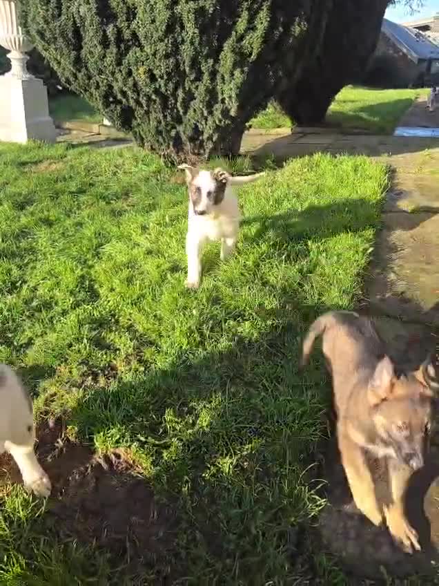 Mixed Breed dogs for sale: German Shepherd X Puppy - ready for a home - Video 1