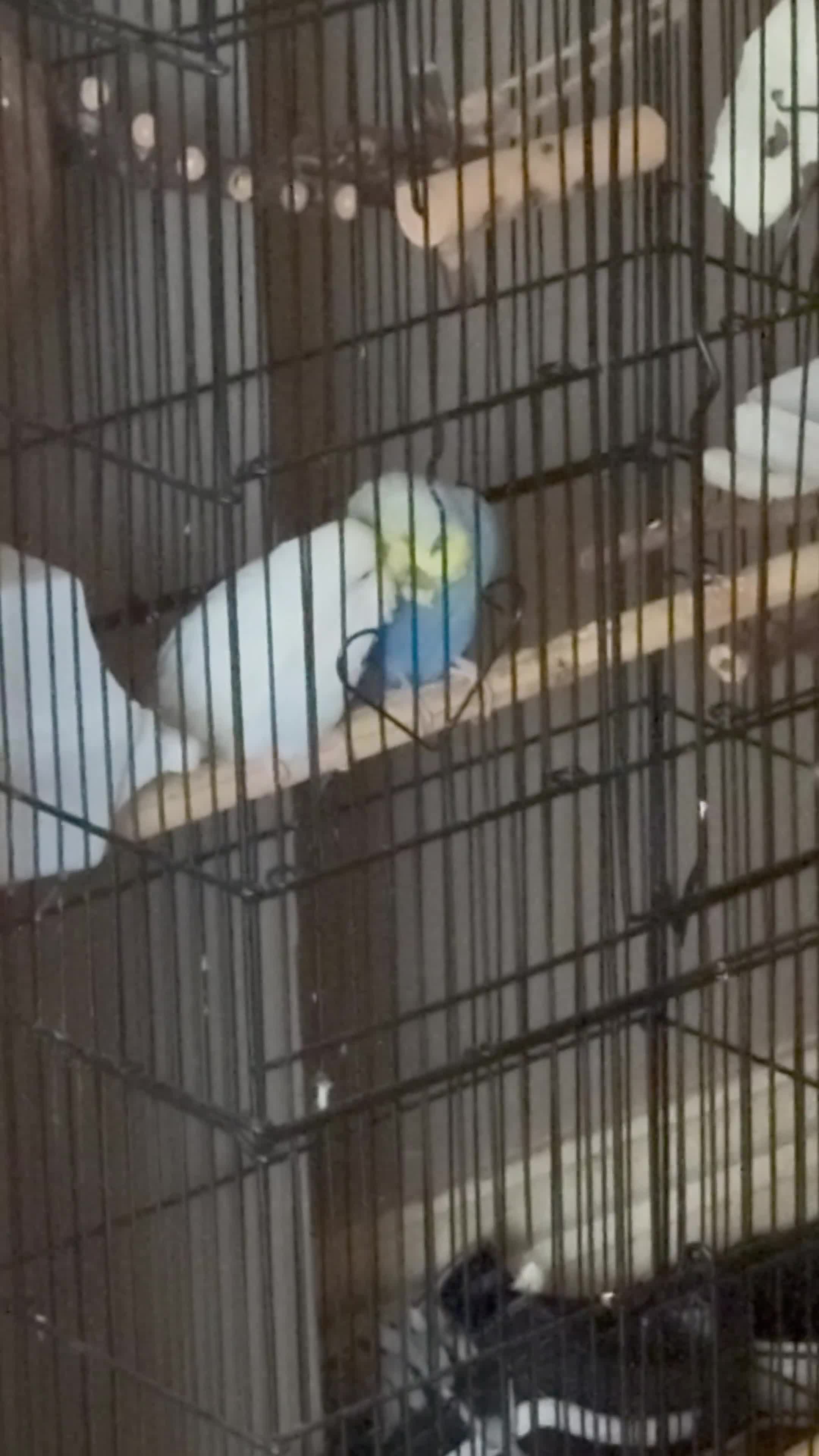Budgerigars birds for sale: White and Blue Budgie  - Video 1