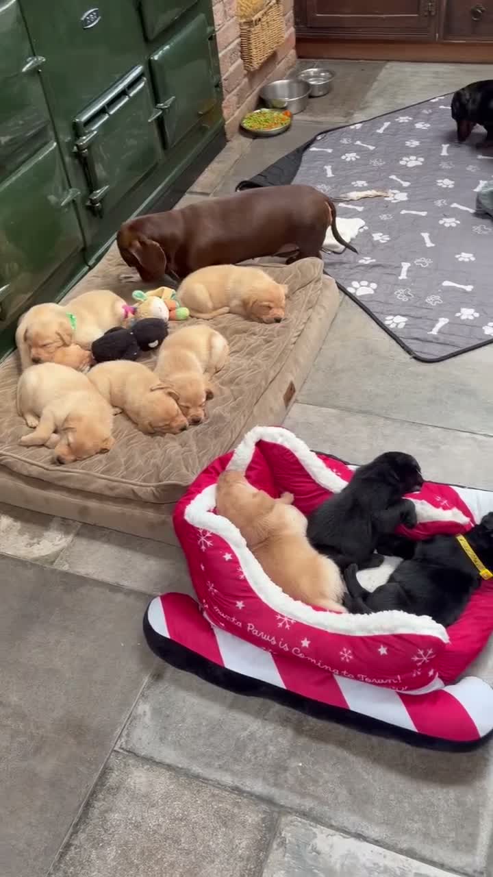 Labrador Retriever dogs for sale: Final 3 boys available 🐾 Pedigree KC Reg labs❤️ - Video 4