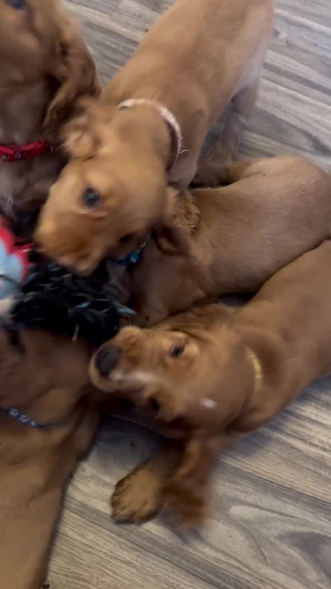 Cocker Spaniel dogs for sale: top class red cockers ready to leave now  - Video 1