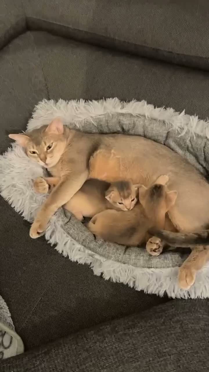 Abyssinian cats for sale: Adorable  Abyssinian  male for sale - Video 2