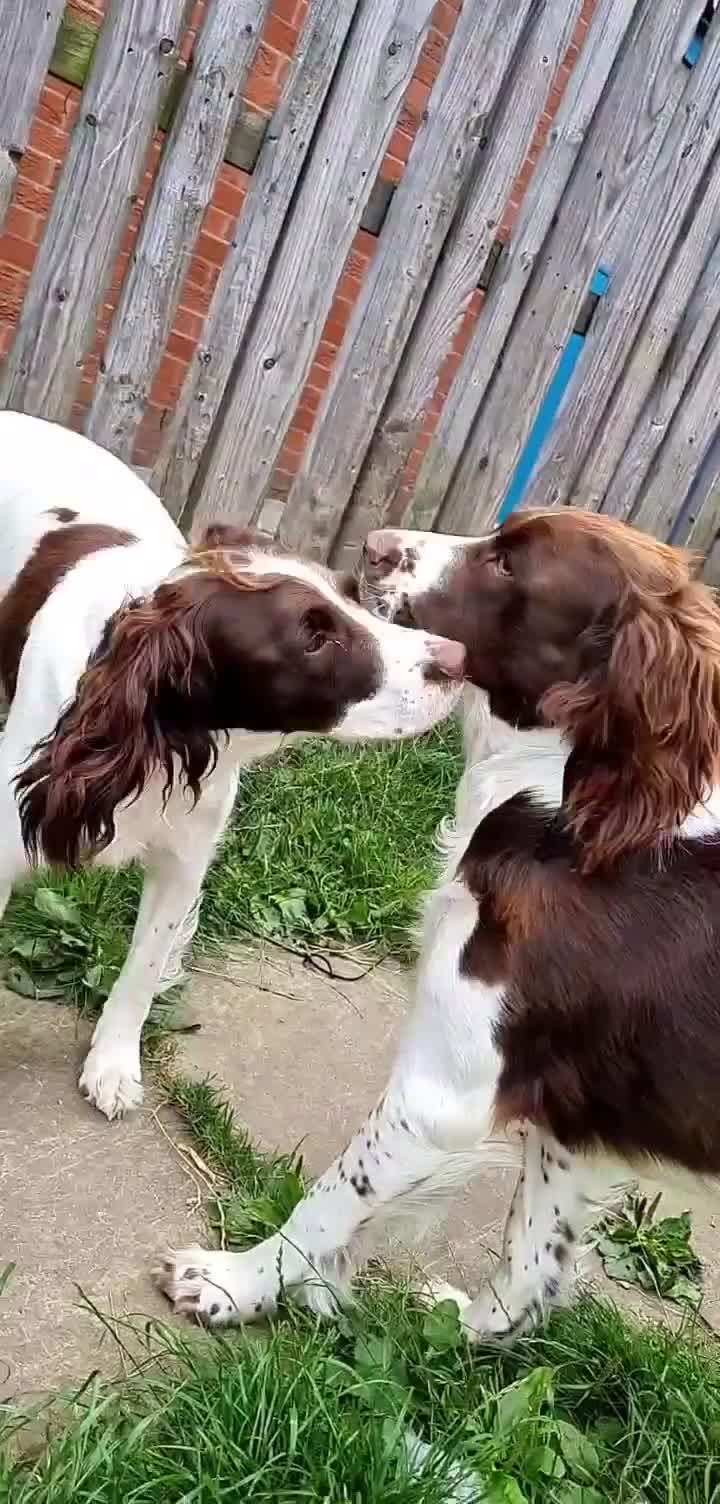 English Springer Spaniel dogs for stud: Springer spaniel stud  - Video 3