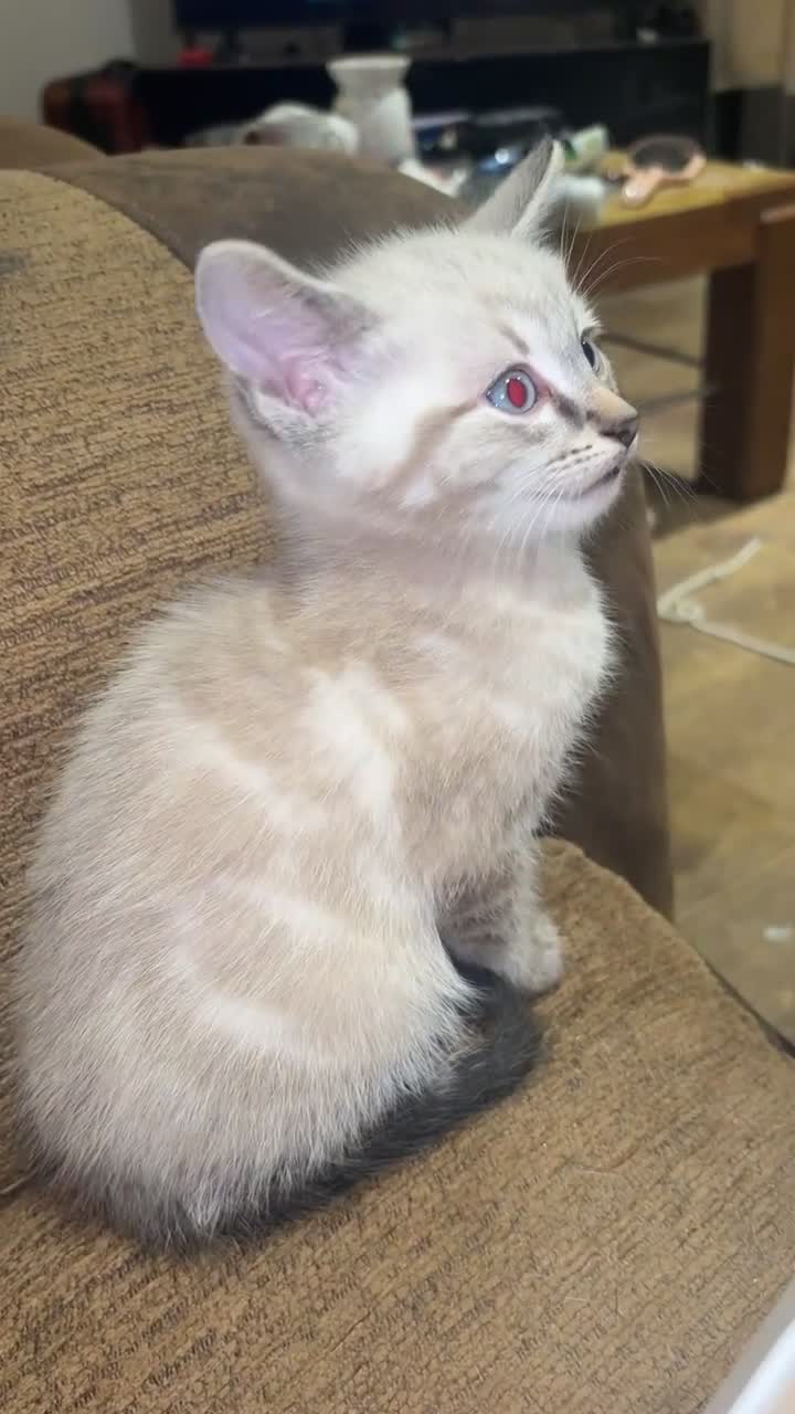 Mixed Breed cats for sale: 3 beautiful kittens for sale  in Oxford - Video 2