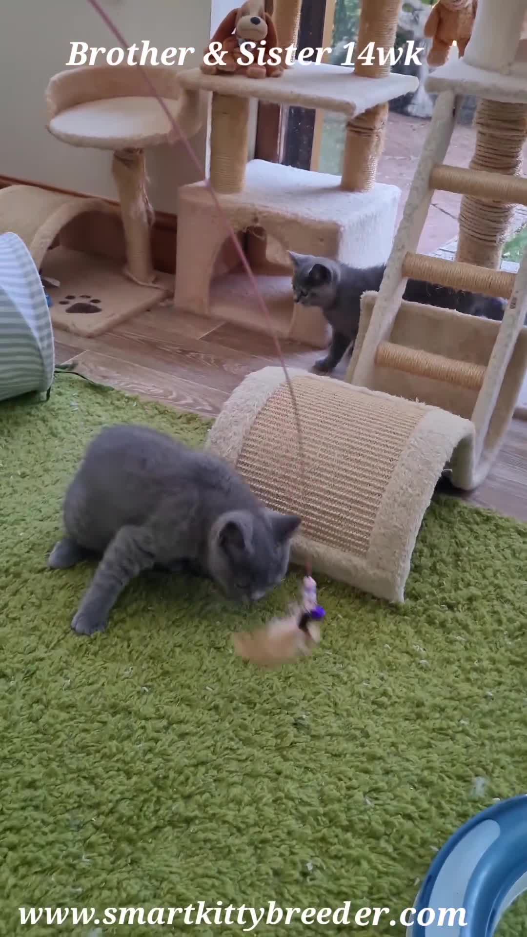 British Shorthair cats for sale: BSH Brother & sister READY NOW! GCCF reg.  in Lowestoft - Video 5