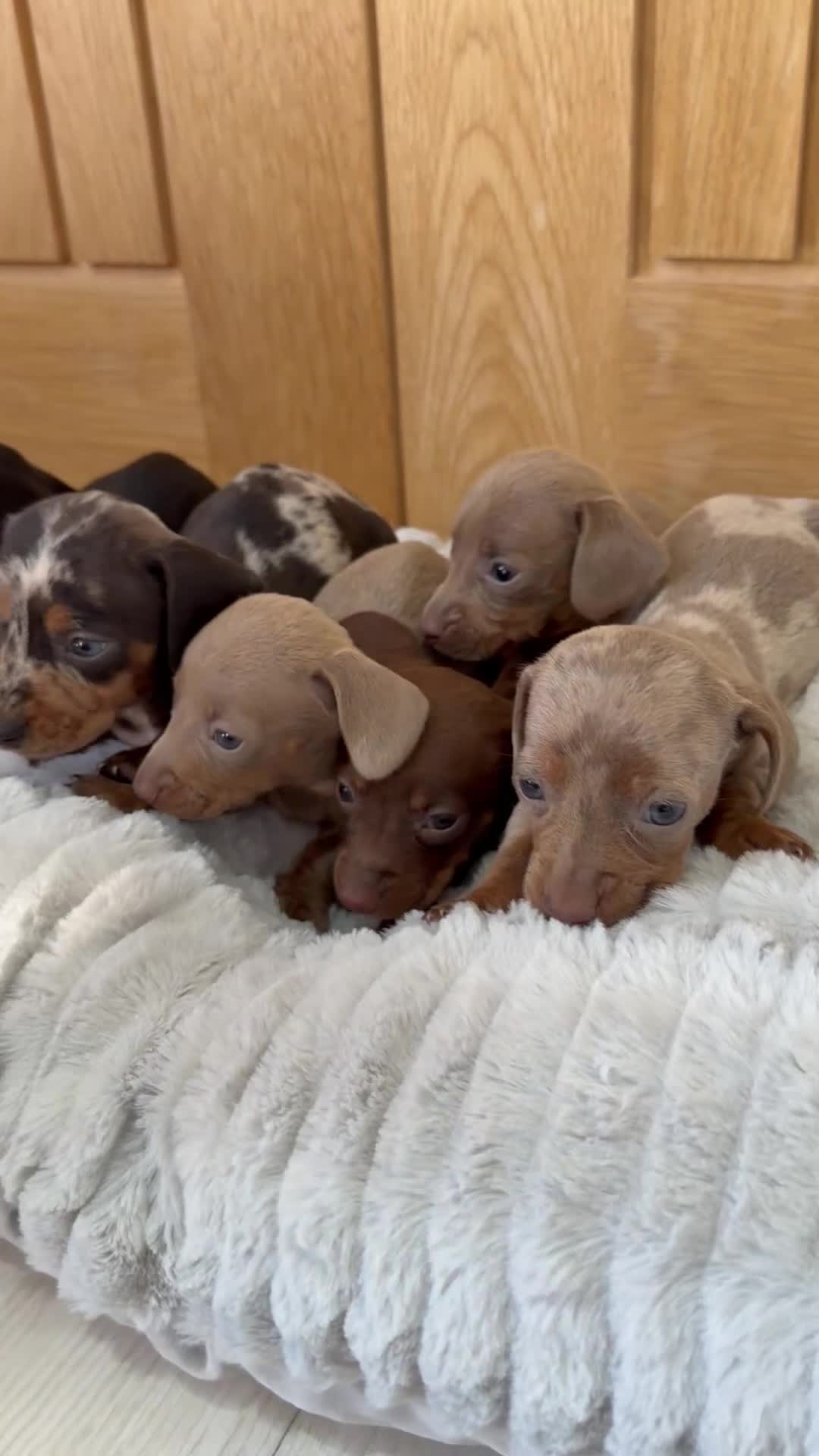 Miniature Dachshund dogs for sale: Miniature dachshund puppies  - Video 1