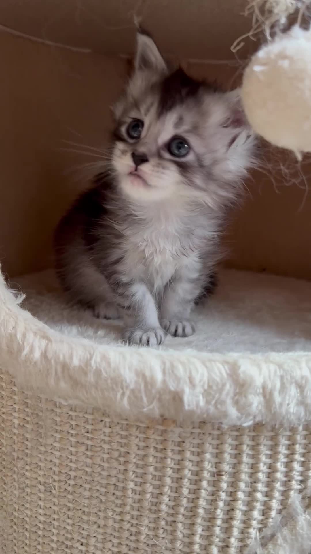 Maine Coon cats for sale: Maine coon kittens - Video 1