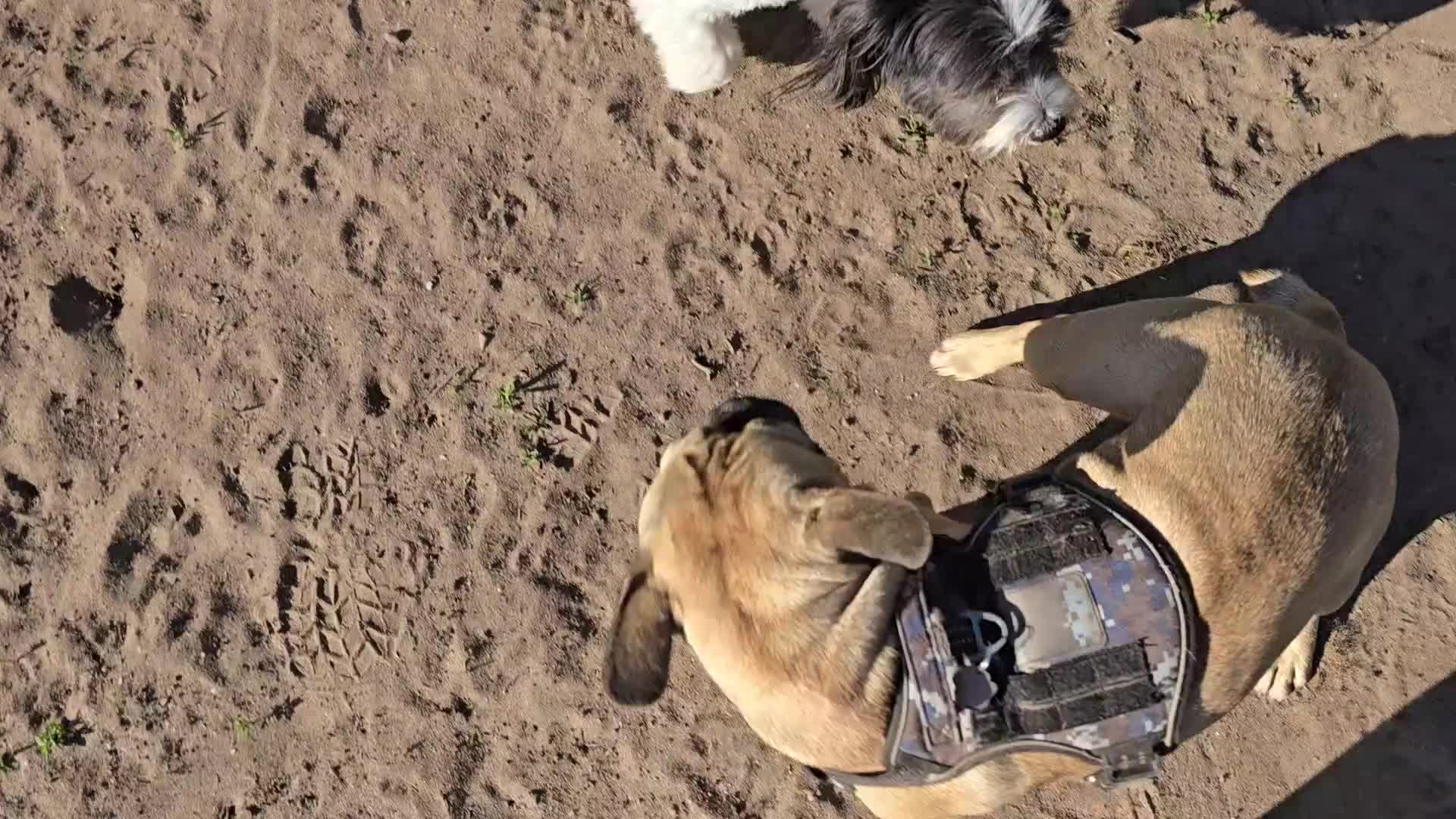 Frug dogs for sale: ✨ Rehoming 2 Lovely Dogs, You Can Adopt 1 or both - Video 1