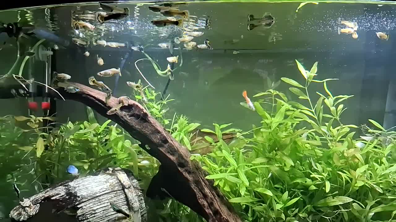 Live Bearers fish for sale: Stunning Home-Bred Fancy Guppies - WS10 Wednesbury - Video 1