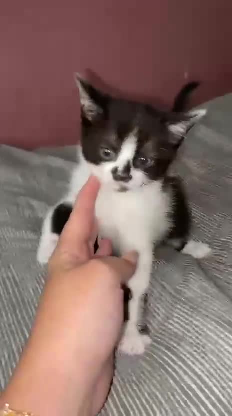 Mixed Breed cats for sale: 💙 2 Left price reduced 💙  - Video 3