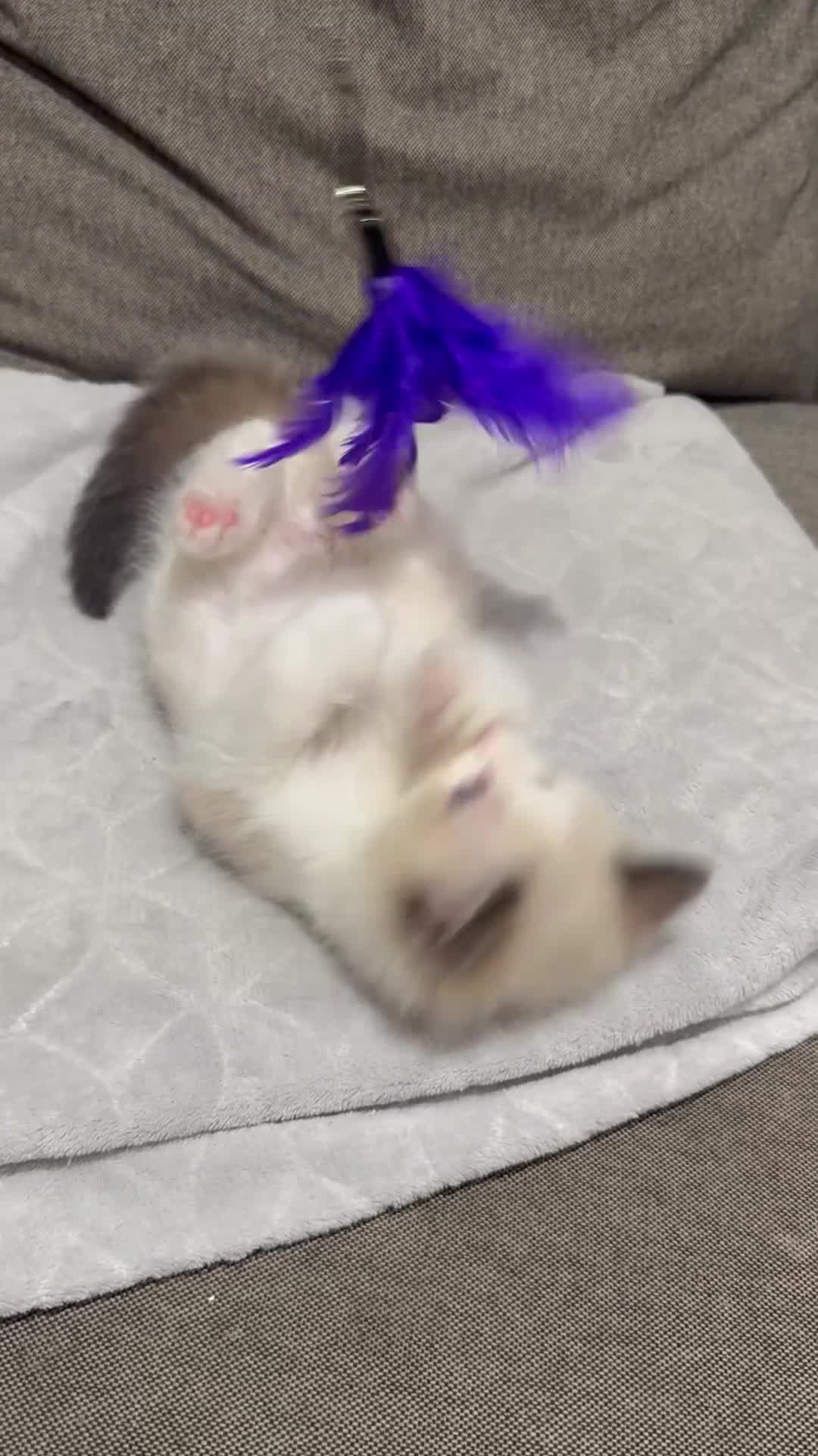 Ragdoll cats for sale: GCCF REGISTERED RAGDOLL BOYS AVAILABLE  - Video 1