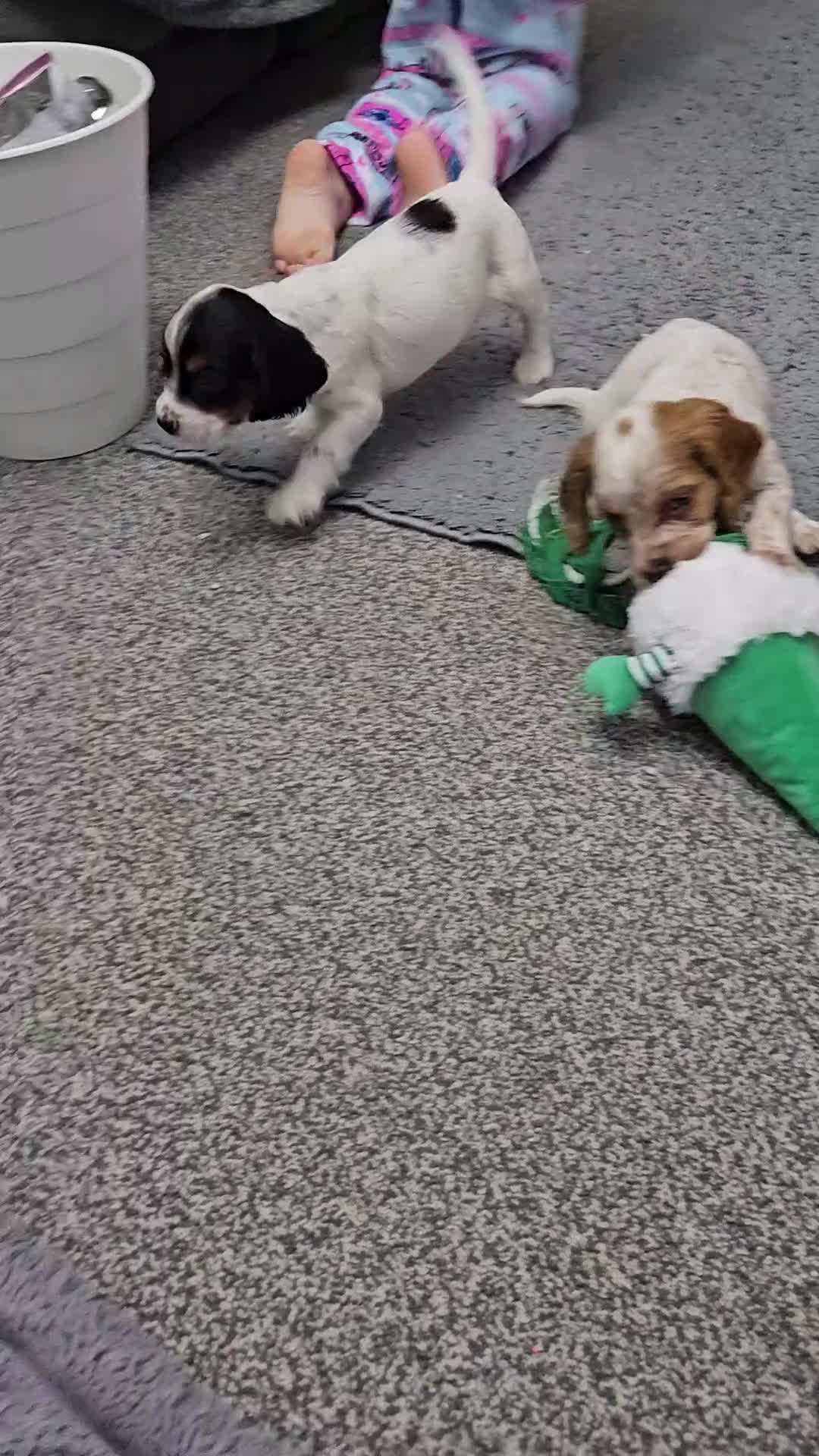 Cocker Spaniel dogs for sale: Lemon and white  cocker spaniel girl  - Video 2