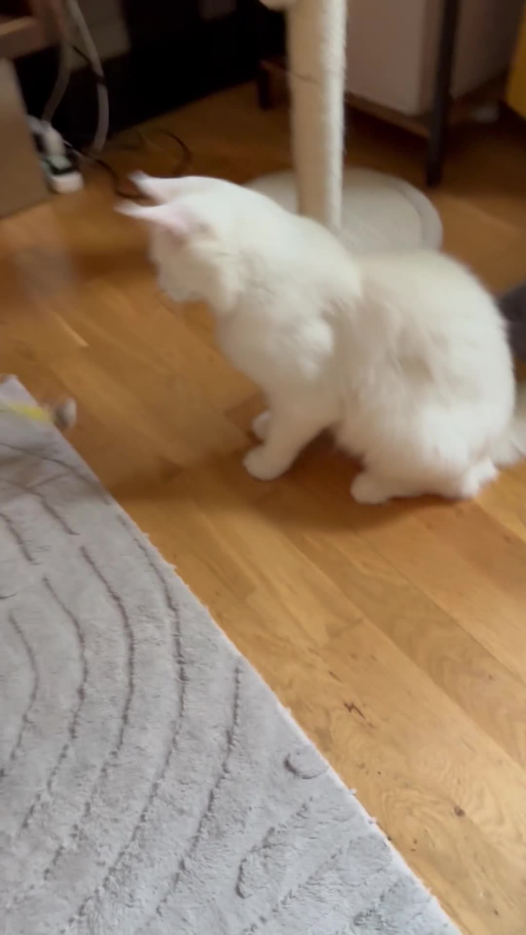 Maine Coon cats for sale: Maincoon  - Video 1