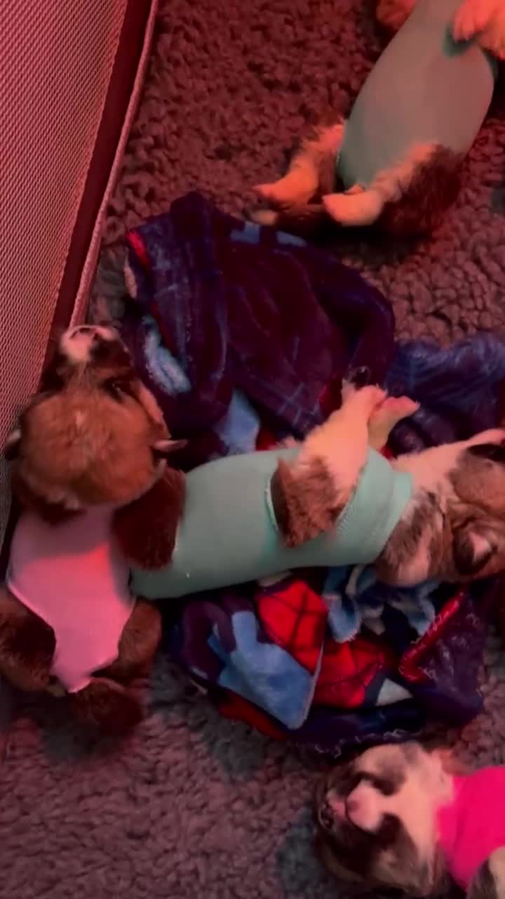 Welsh Corgi Pembroke dogs for sale: Welsh Pembroke corgis  - Video 4