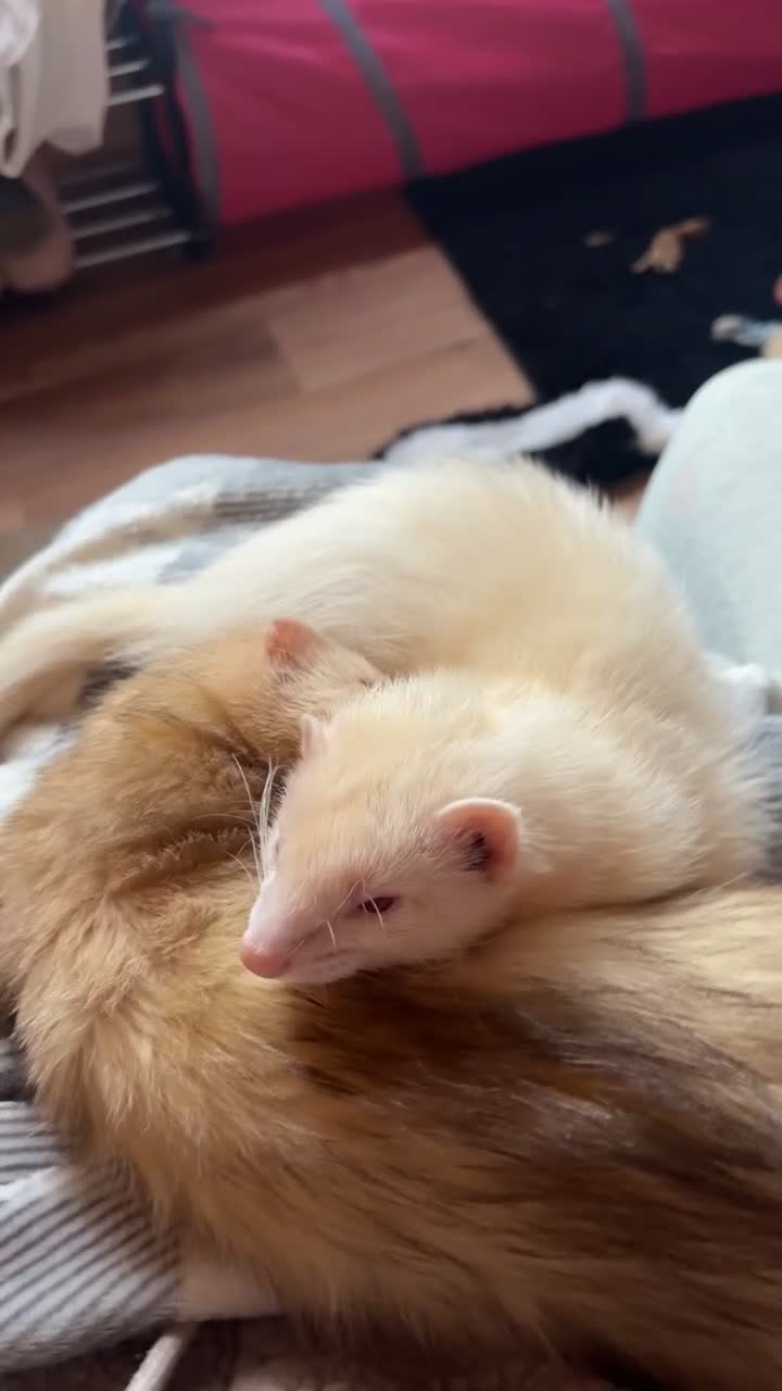 Ferret rodents for sale: Ferret kits for sale (reserve) - Video 1