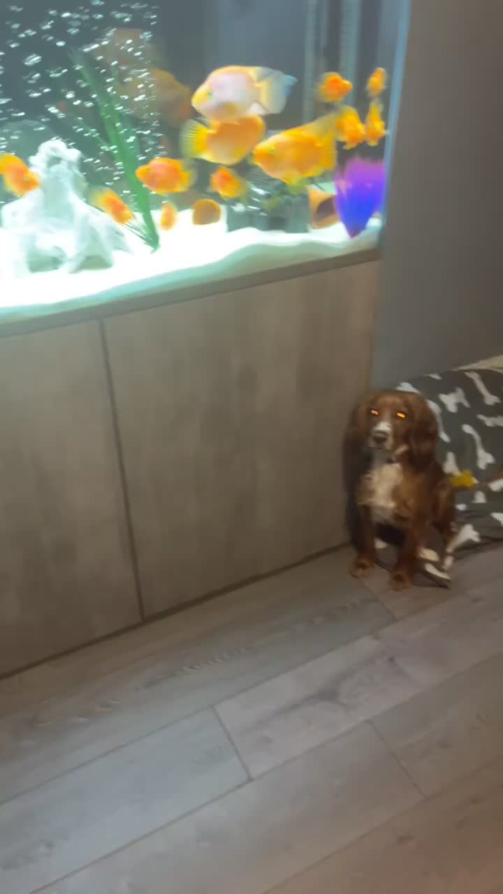 Cocker Spaniel dogs for sale: Cocker spaniel - Video 2