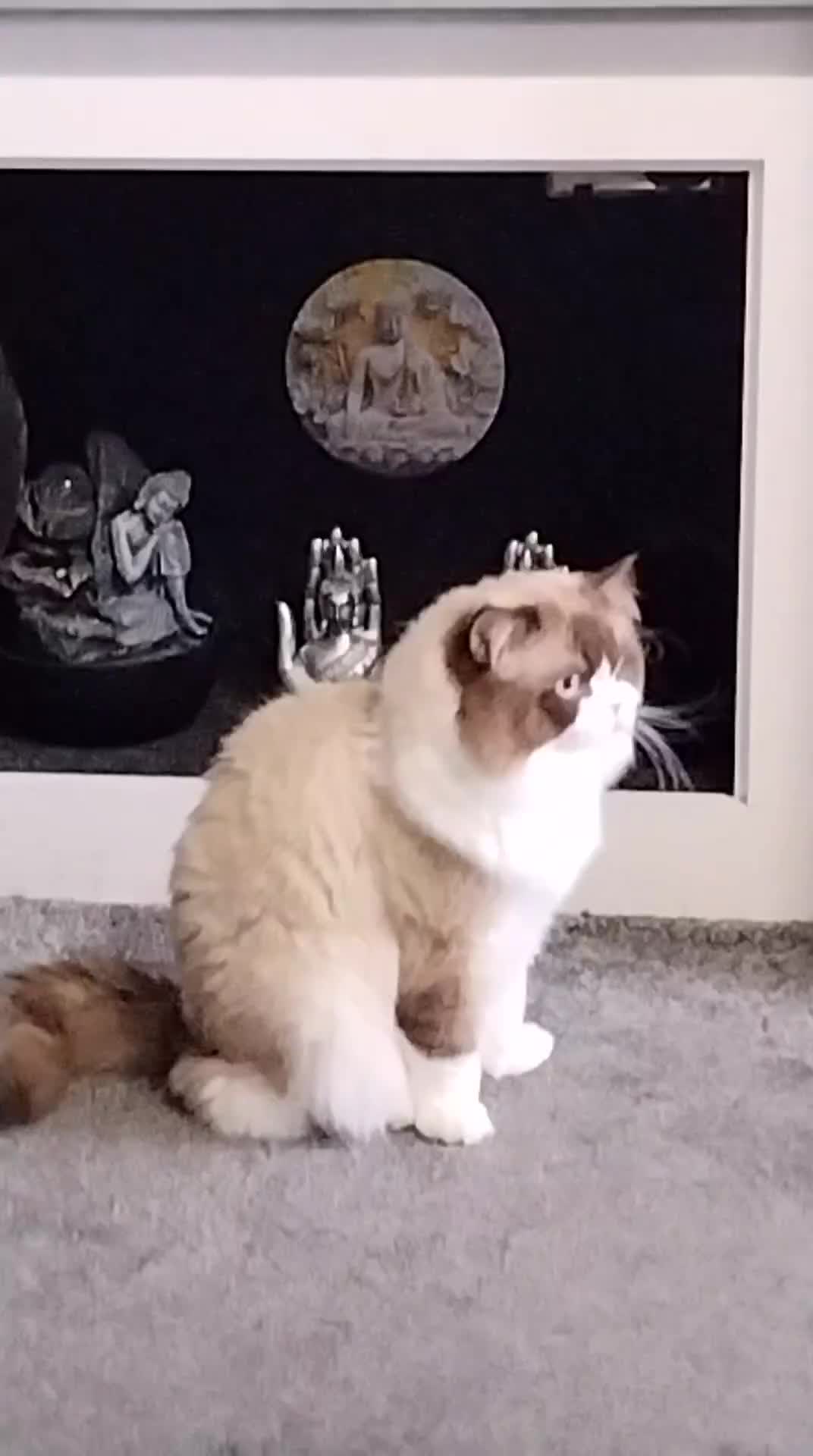 Ragdoll cats for sale: Male rag doll - Video 1