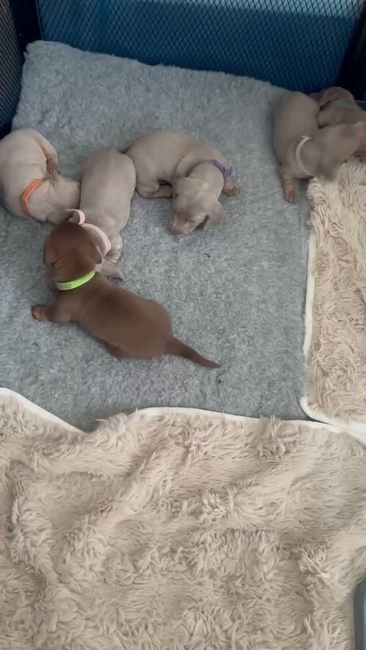 Miniature Dachshund dogs for sale: Dachshund puppies  - Video 1