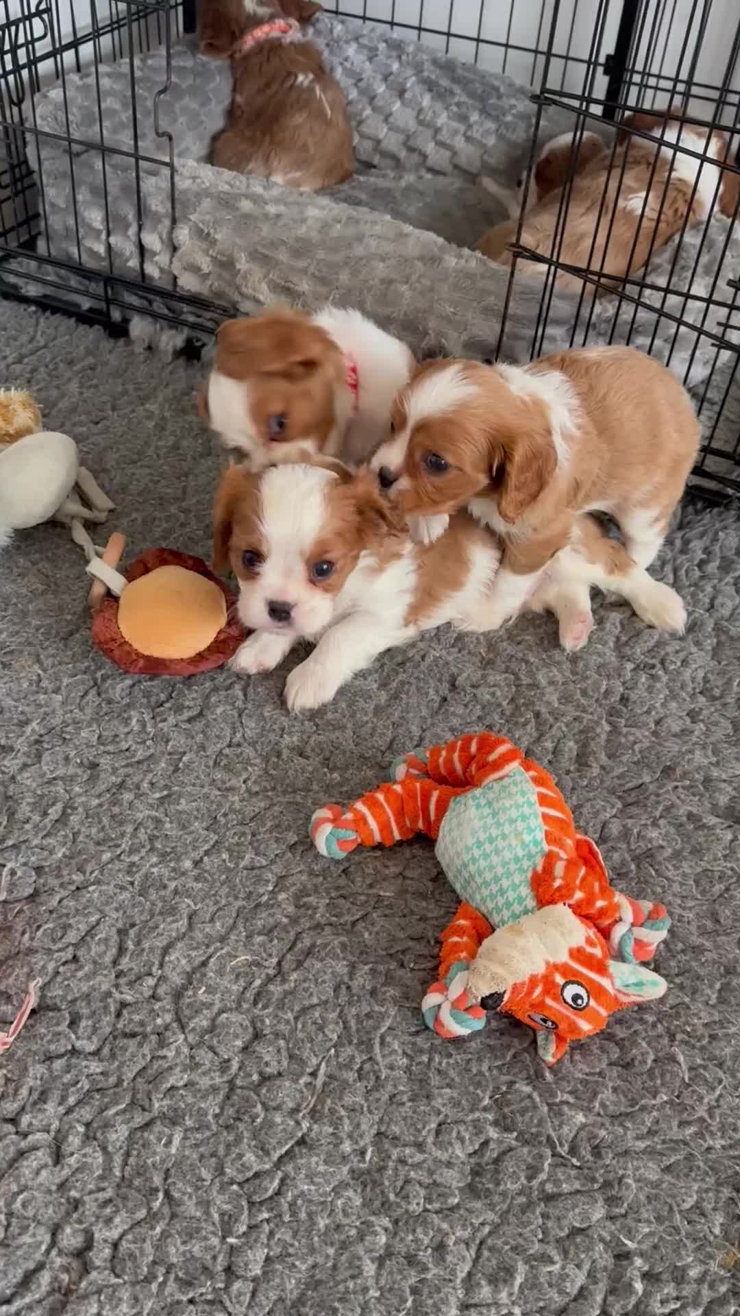 Cavalier King Charles Spaniel dogs for sale: Fully Health Tested Blenheim CKCS Puppies - Video 1
