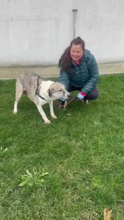 Mixed Breed dogs for adoption: Nelson 🐾 Five Years Waiting for a Real Life - Video 2