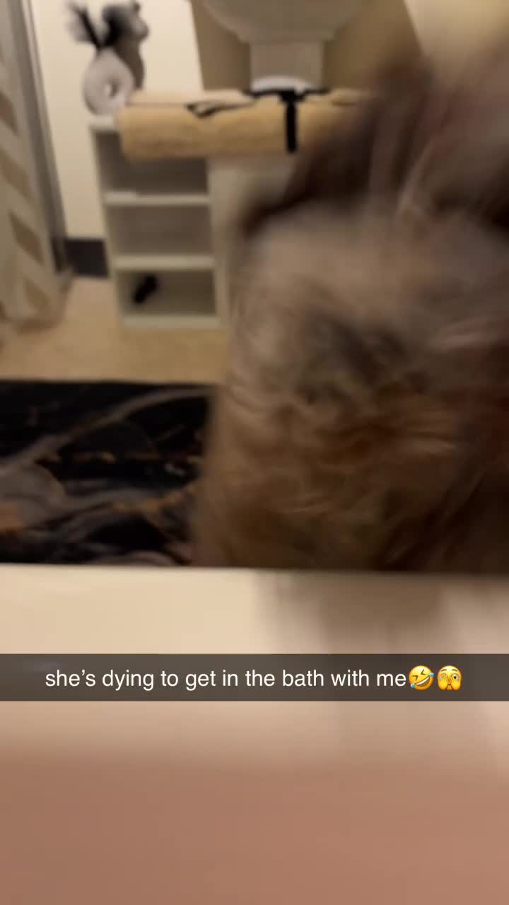 Cockapoo dogs for sale: merle cocapoo,MABEL🩷 - Video 5