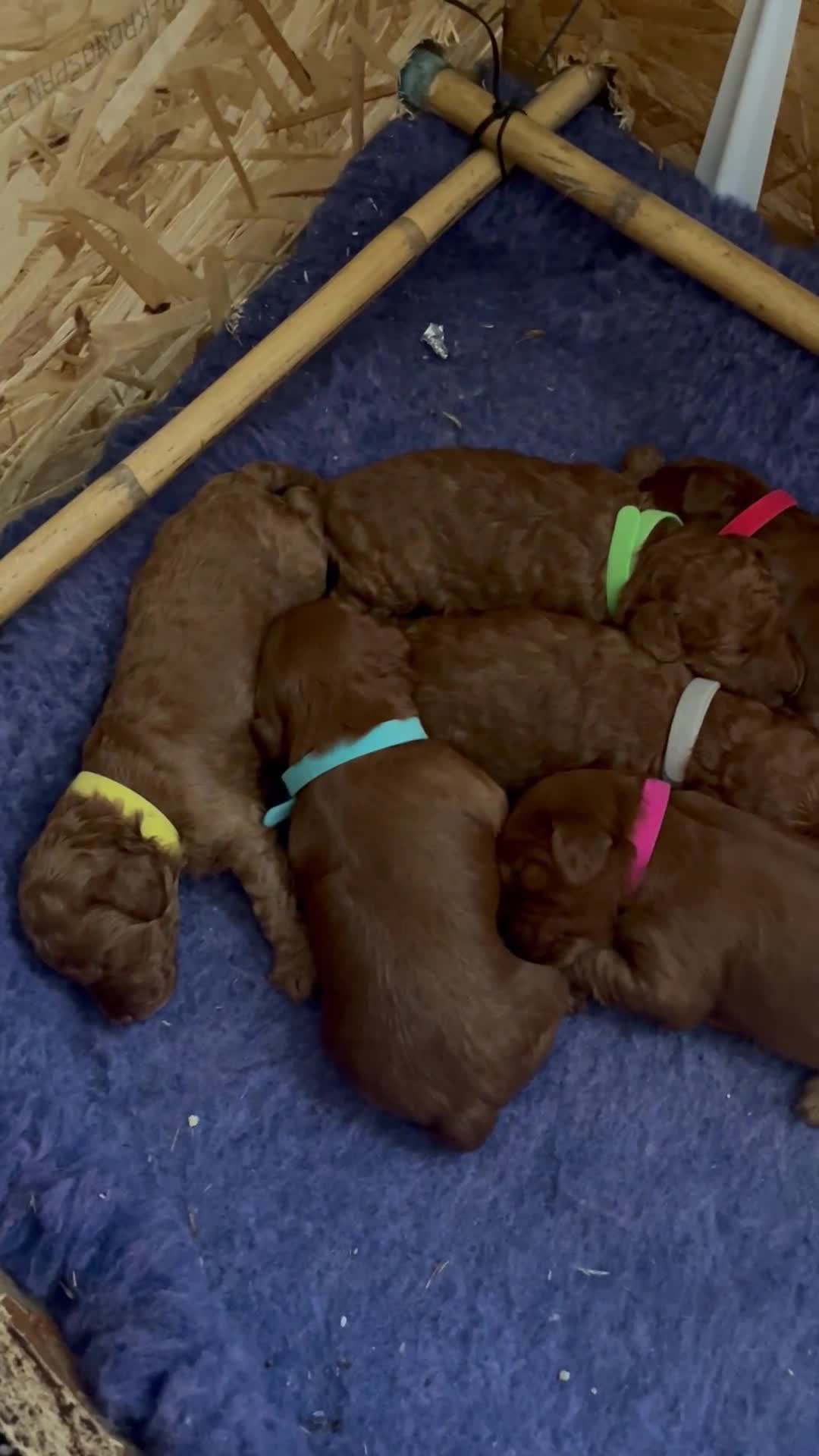 Cockapoo dogs for sale: Gorgeous F1b fox red cockapoo puppies  - Video 1