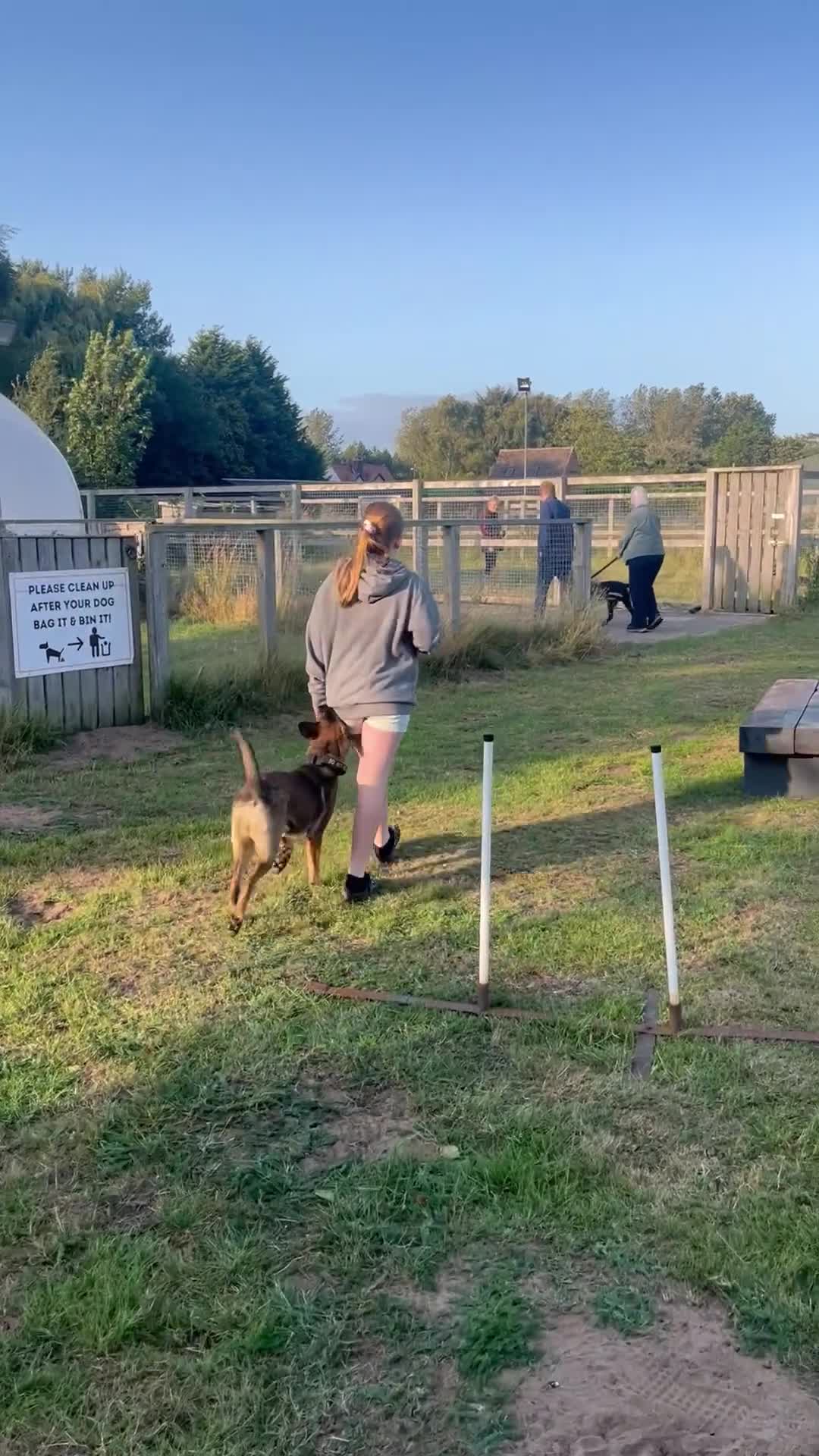 Belgian Shepherd Dog dogs for sale: Dutch/belgian herder/malinois FEMALE ready to go!! - Video 1