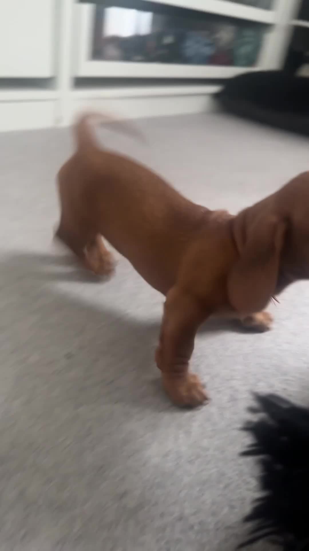 Miniature Dachshund dogs for sale: REDUCED £850| 2 RED GIRLS LEFT ready to leave.  - Video 1