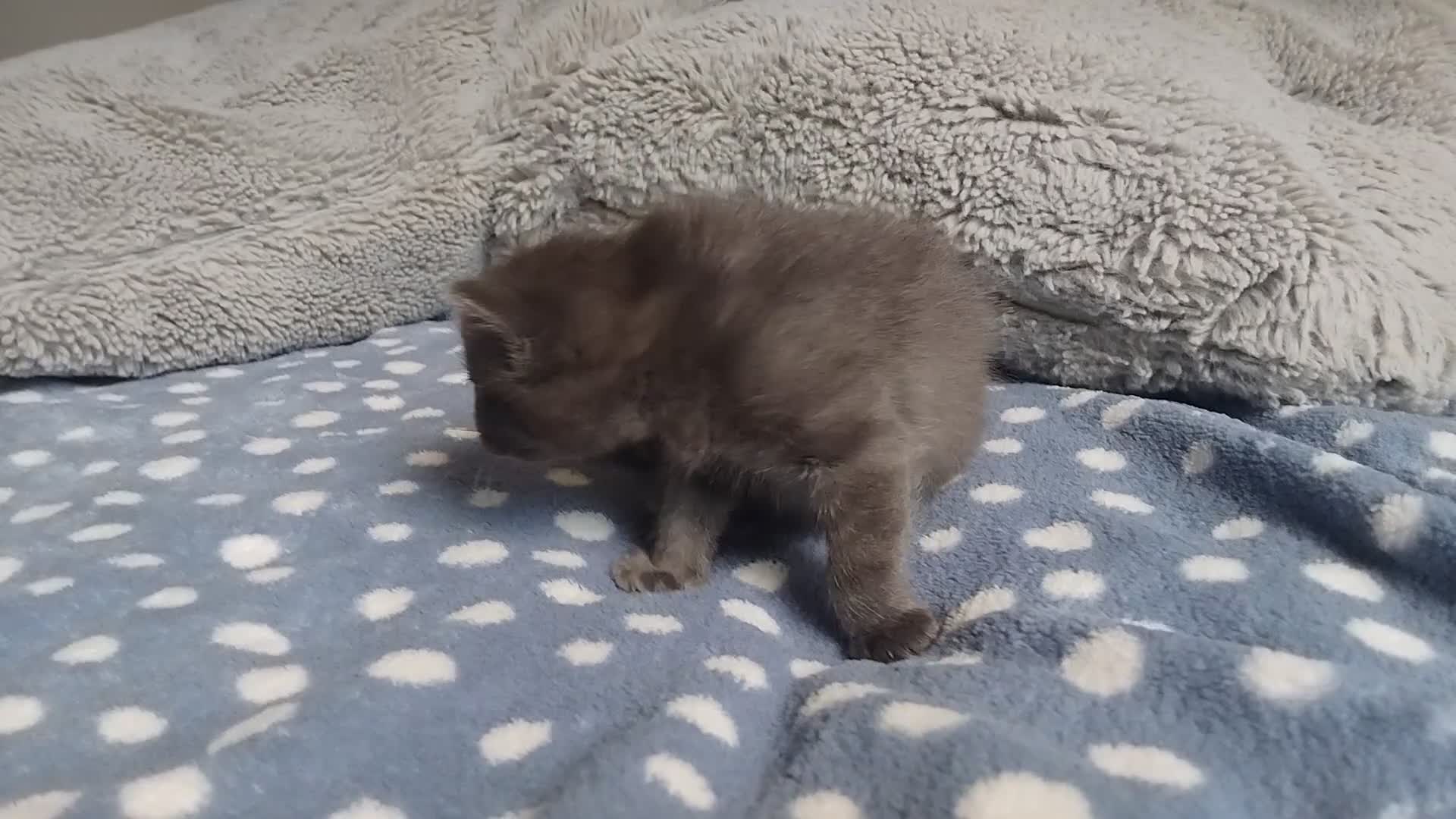 Domestic Shorthair cats for sale: kittens - Video 1