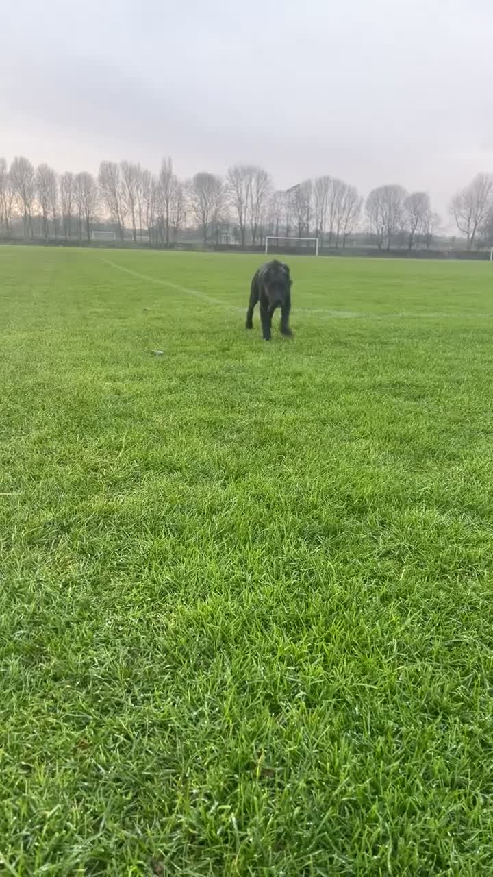 Labrador Retriever dogs for sale: 20 weeks old black lab boy - Video 2