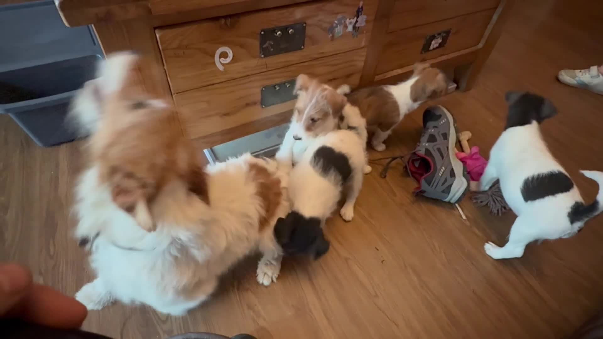 Mixed Breed dogs for sale: Rough coated Jack Russell  - Video 1