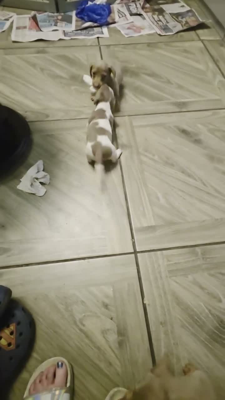 Dachshund dogs for sale: Cheeky Mini daschunds babies - Video 1