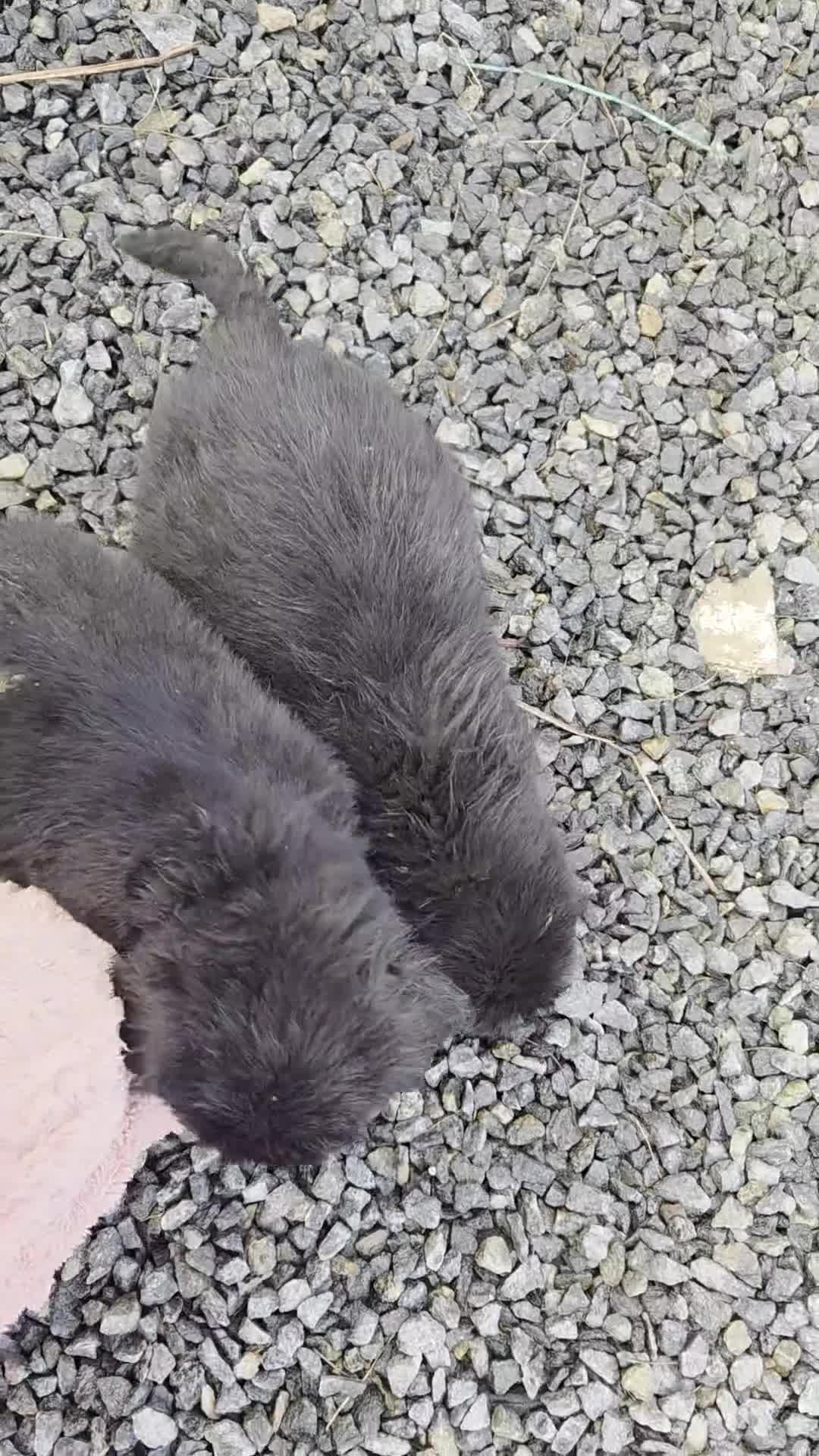 Mixed Breed dogs for sale: Beautiful Saint Bernewfie Puppies  - Video 2